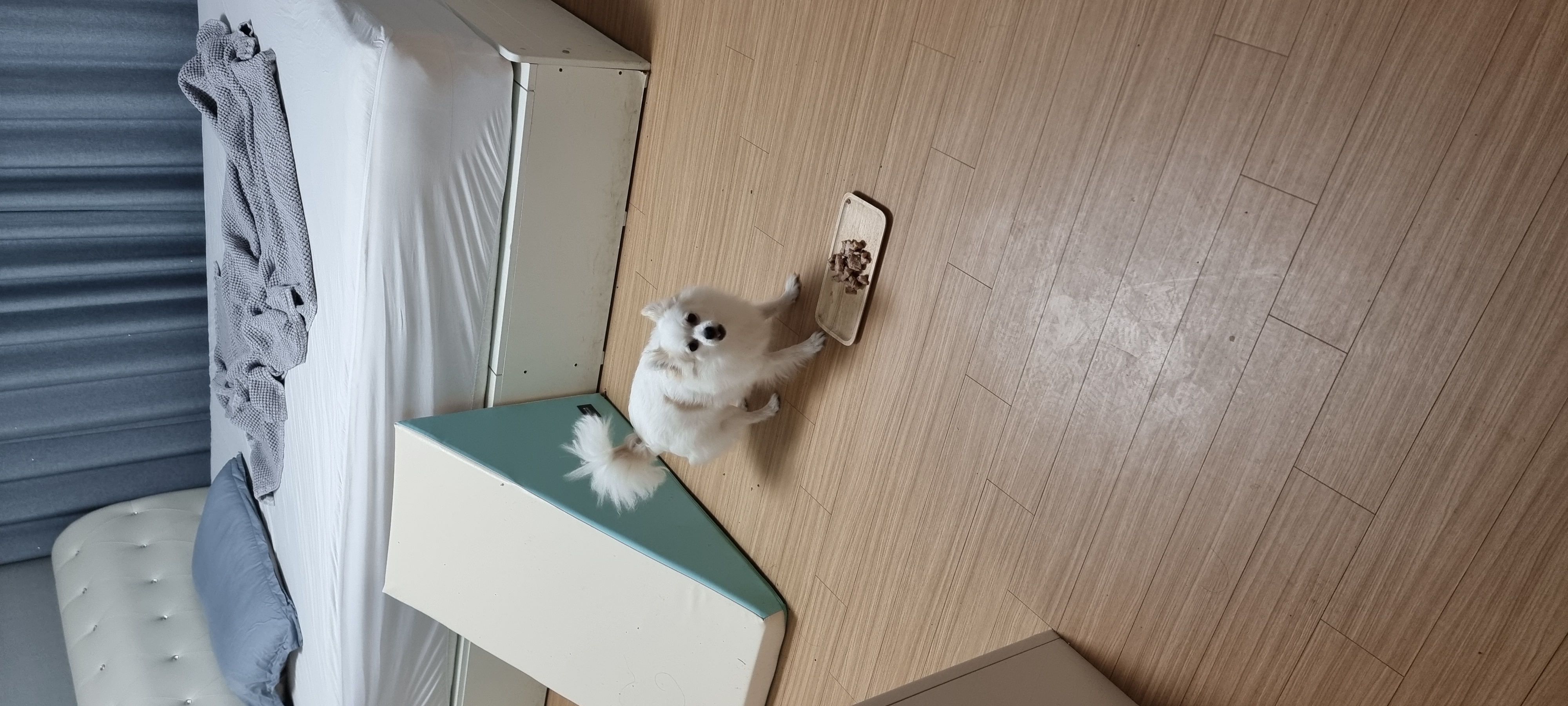 (올리) 저희 집에 온 지 9개월 됐네요.