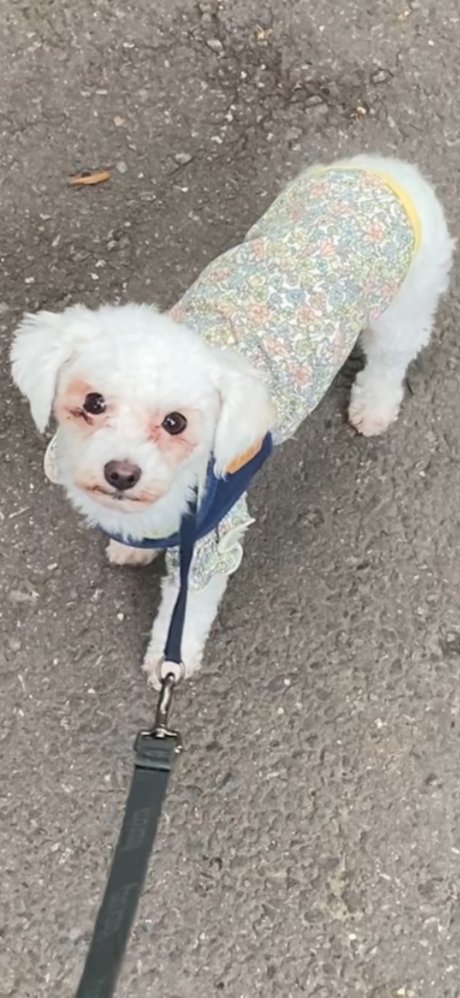 캔디(마요)와 함께한지 한달