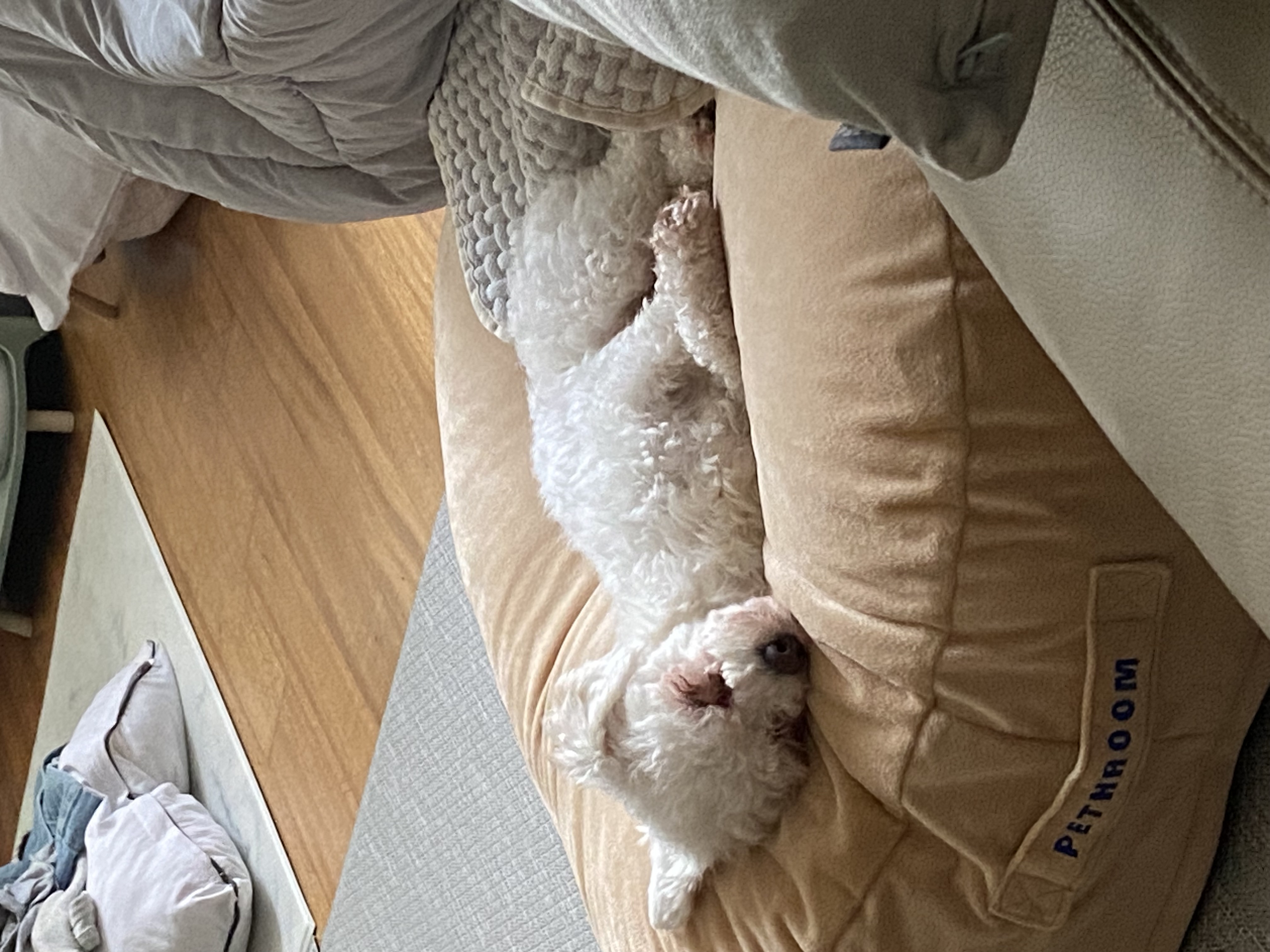 캔디(마요)와 함께한지 한달