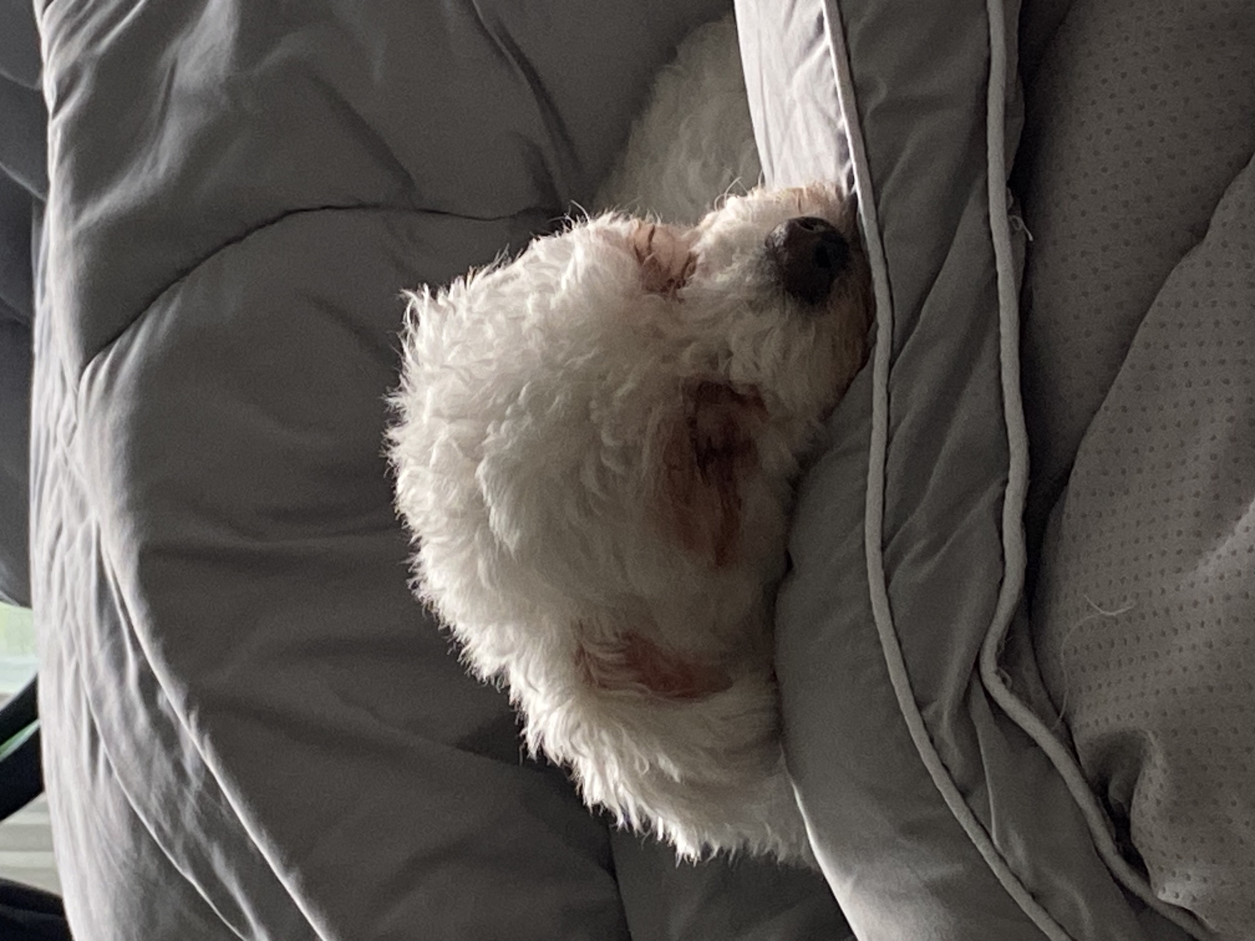 캔디(마요)와 함께한지 한달