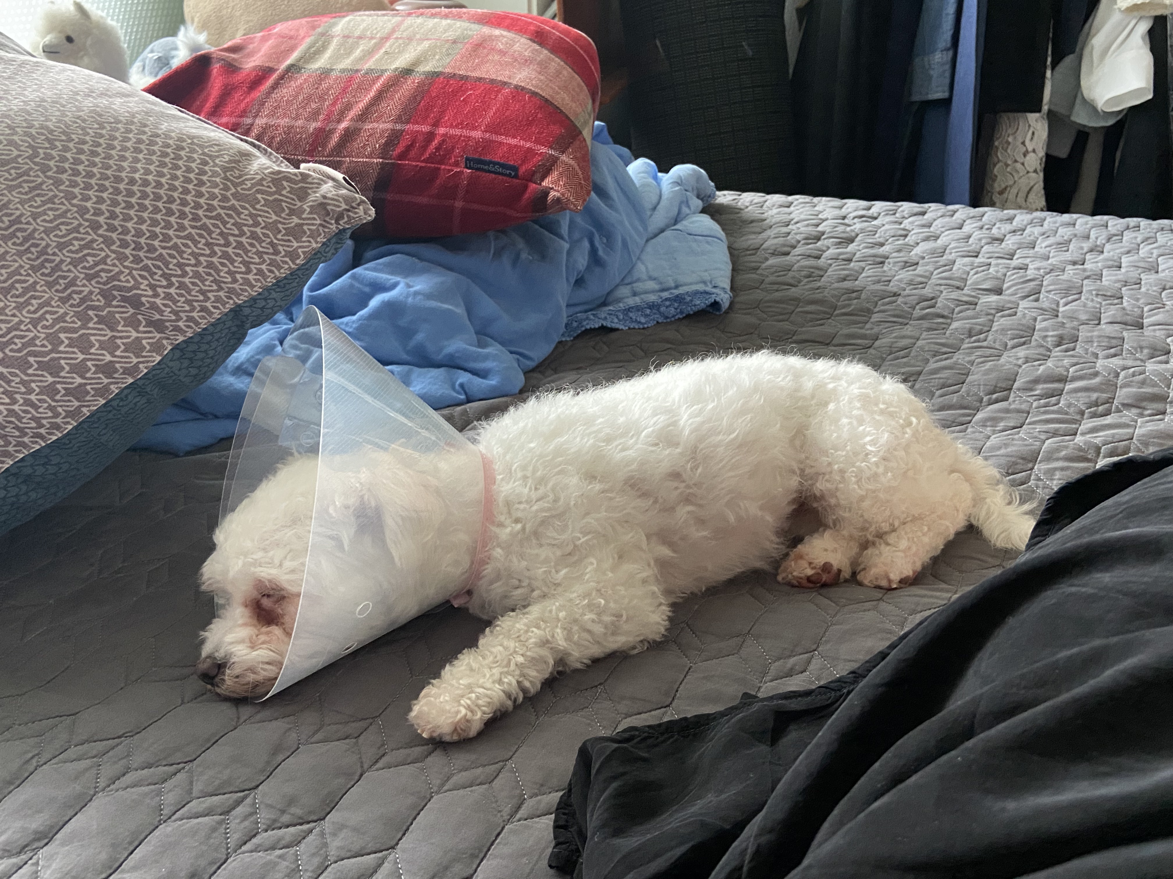 캔디(마요)와 함께한지 한달