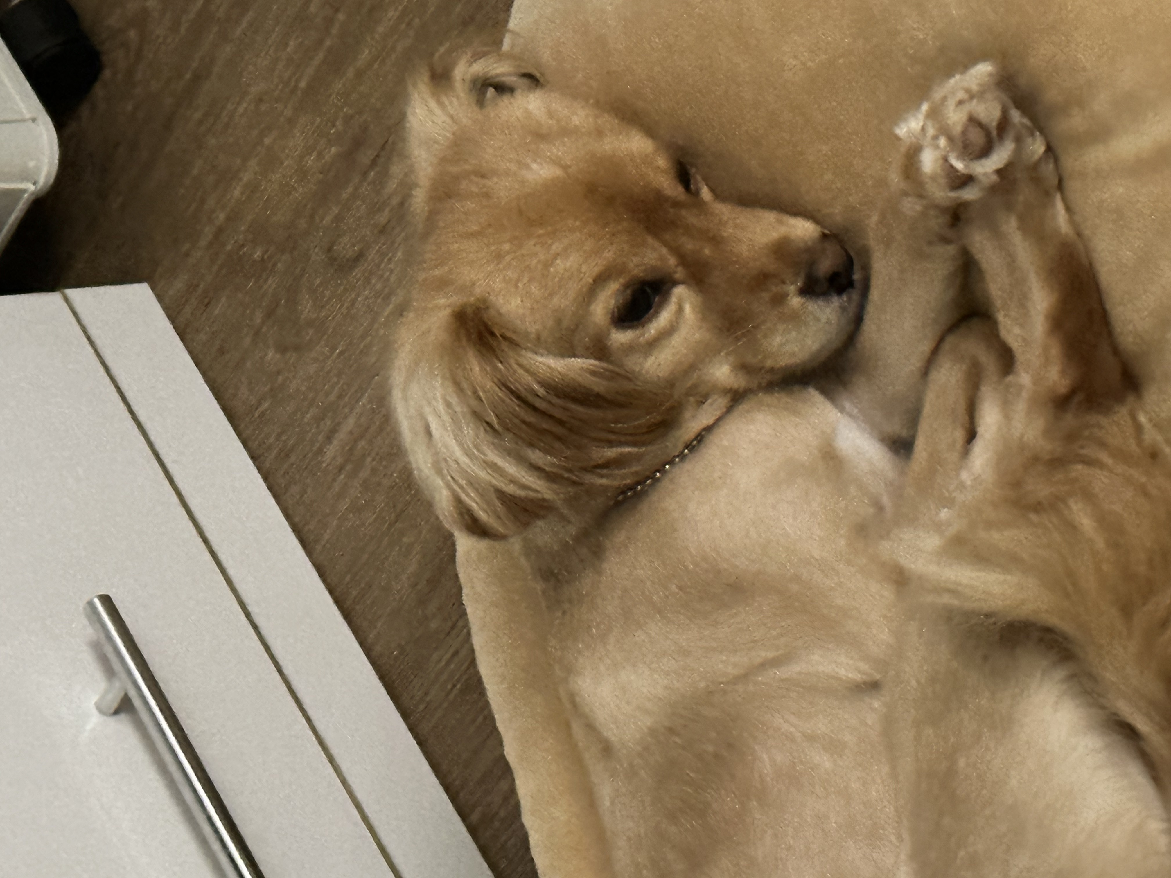 아코가 집에온지 일주일째~