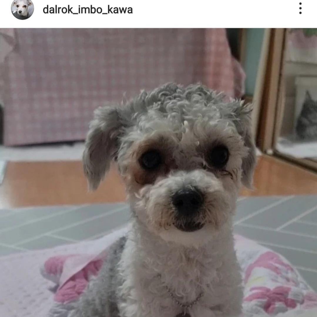 [임보] 🧡달록이🧡의 1주일