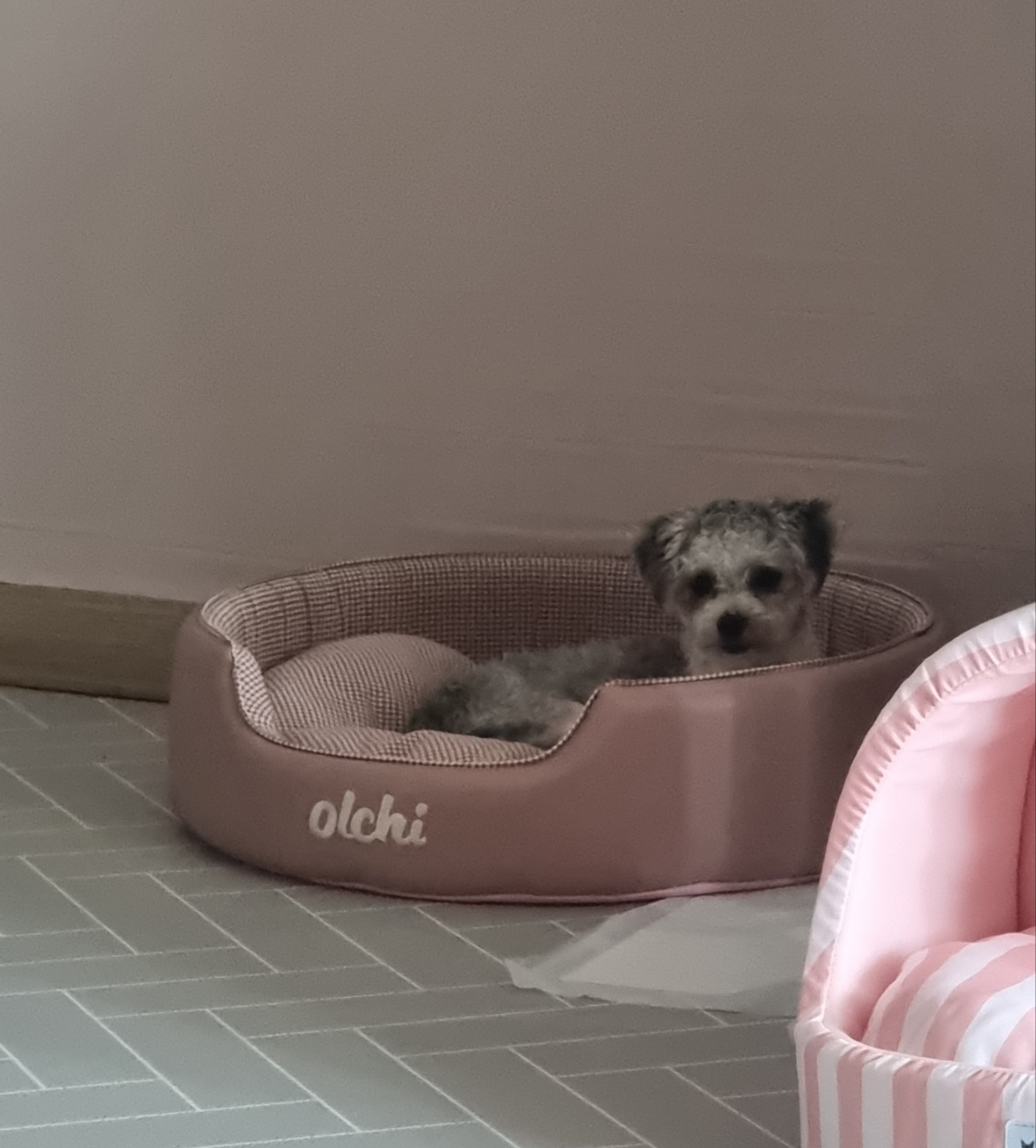 [임보] 🧡달록이🧡의 1주일