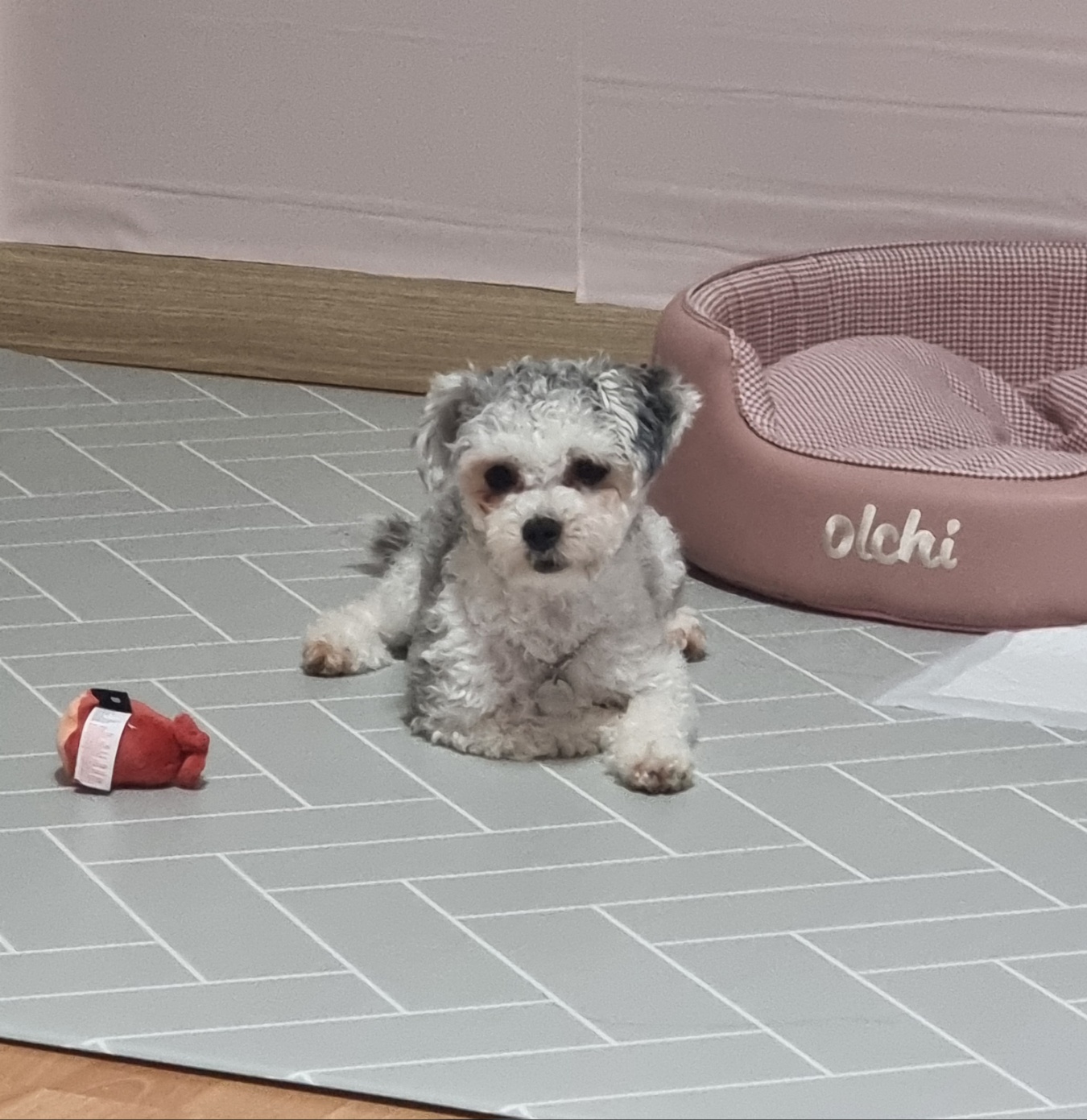 [임보] 🧡달록이🧡의 1주일