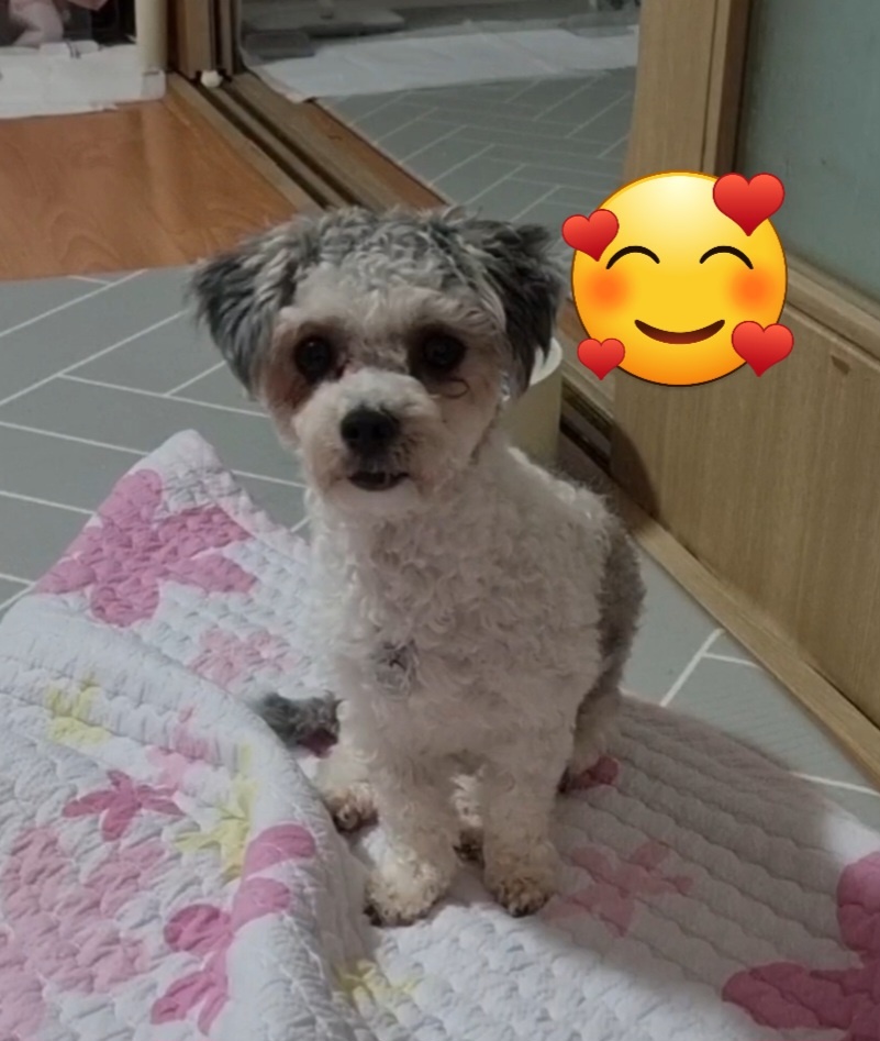 [임보] 🧡달록이🧡의 1주일