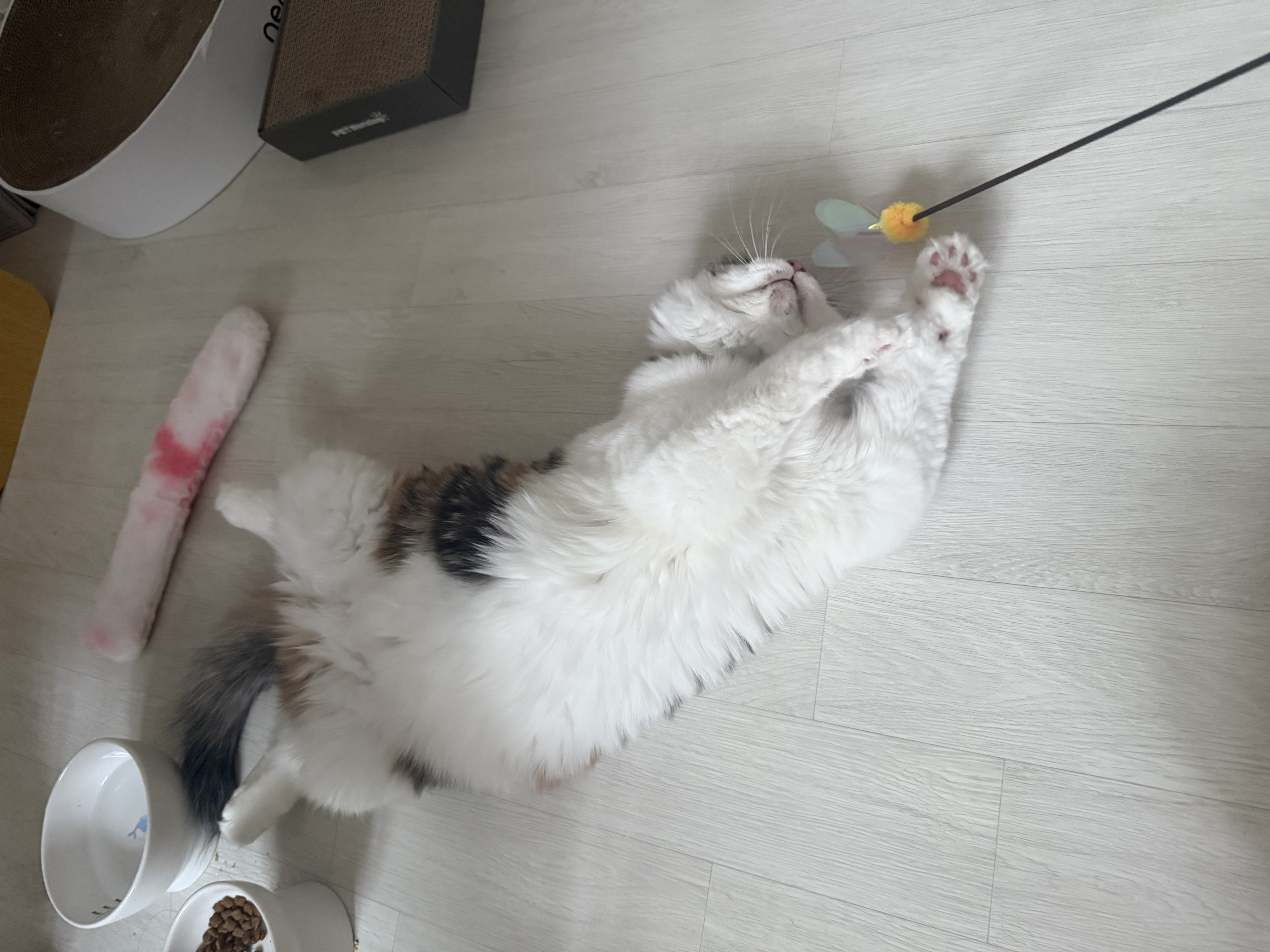 쌀롱이는 적응중! (서니)