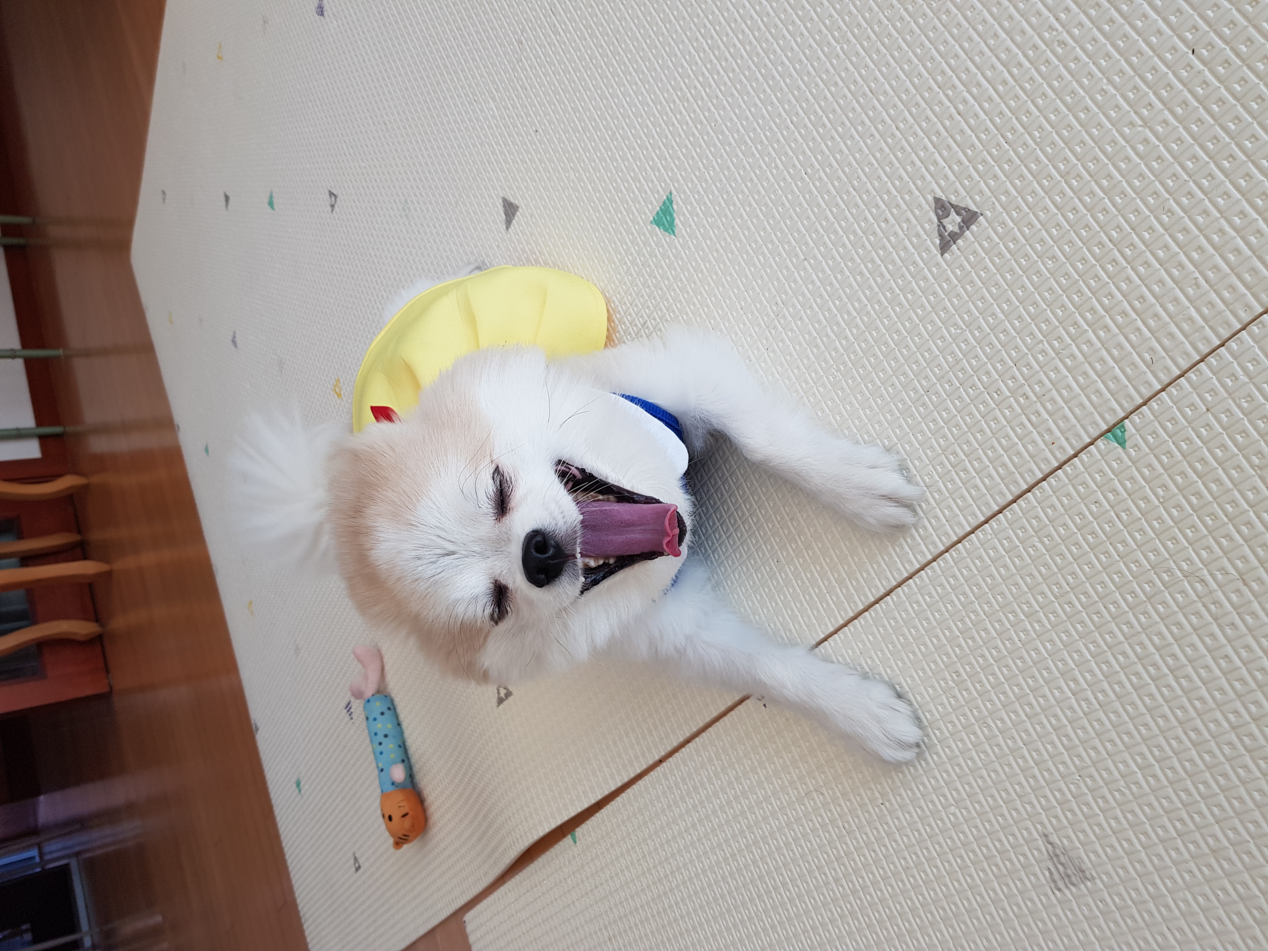 레오에요~( 구 곤지암 금송이)