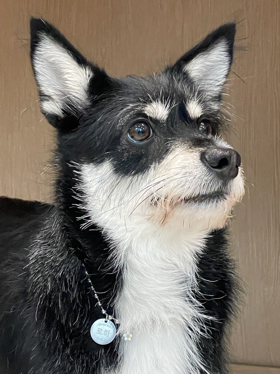 두송이(로하)와 함께 한 1년 