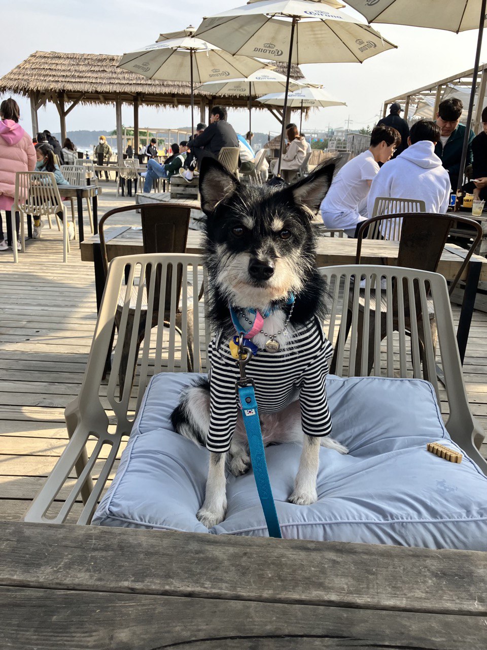 두송이(로하)와 함께 한 1년 