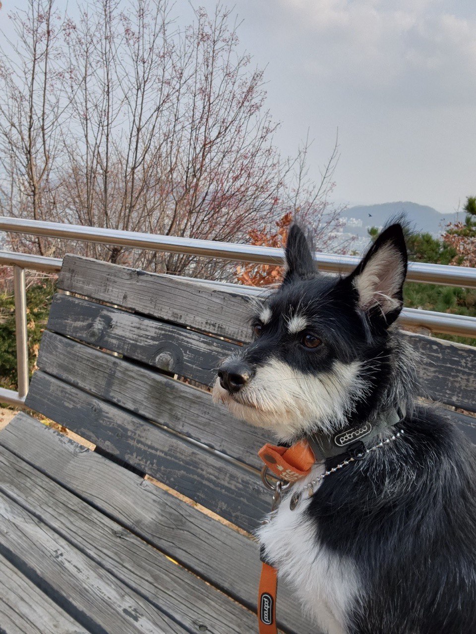 두송이(로하)와 함께 한 1년 