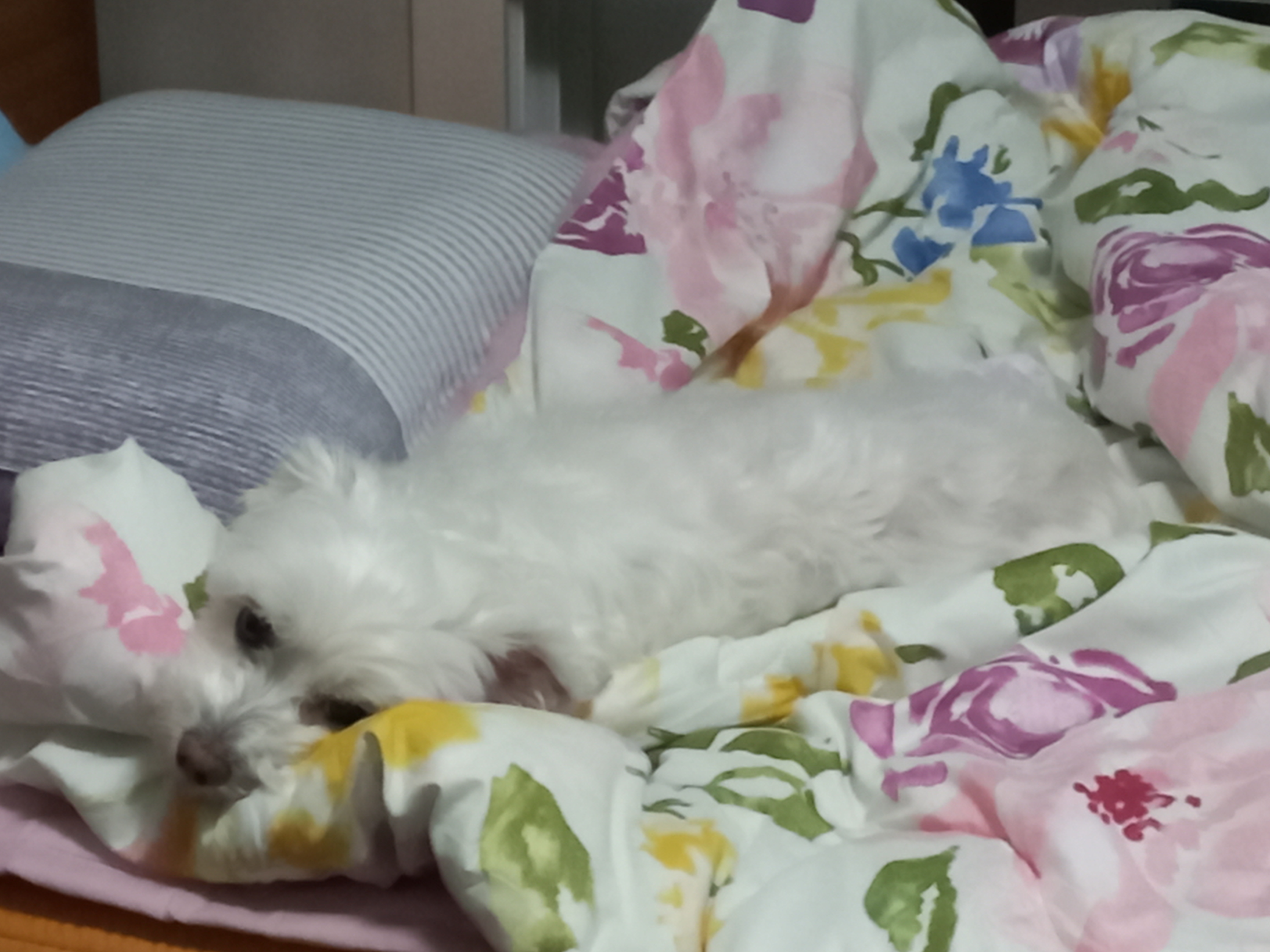 돌돌이의 거창살이 5년차