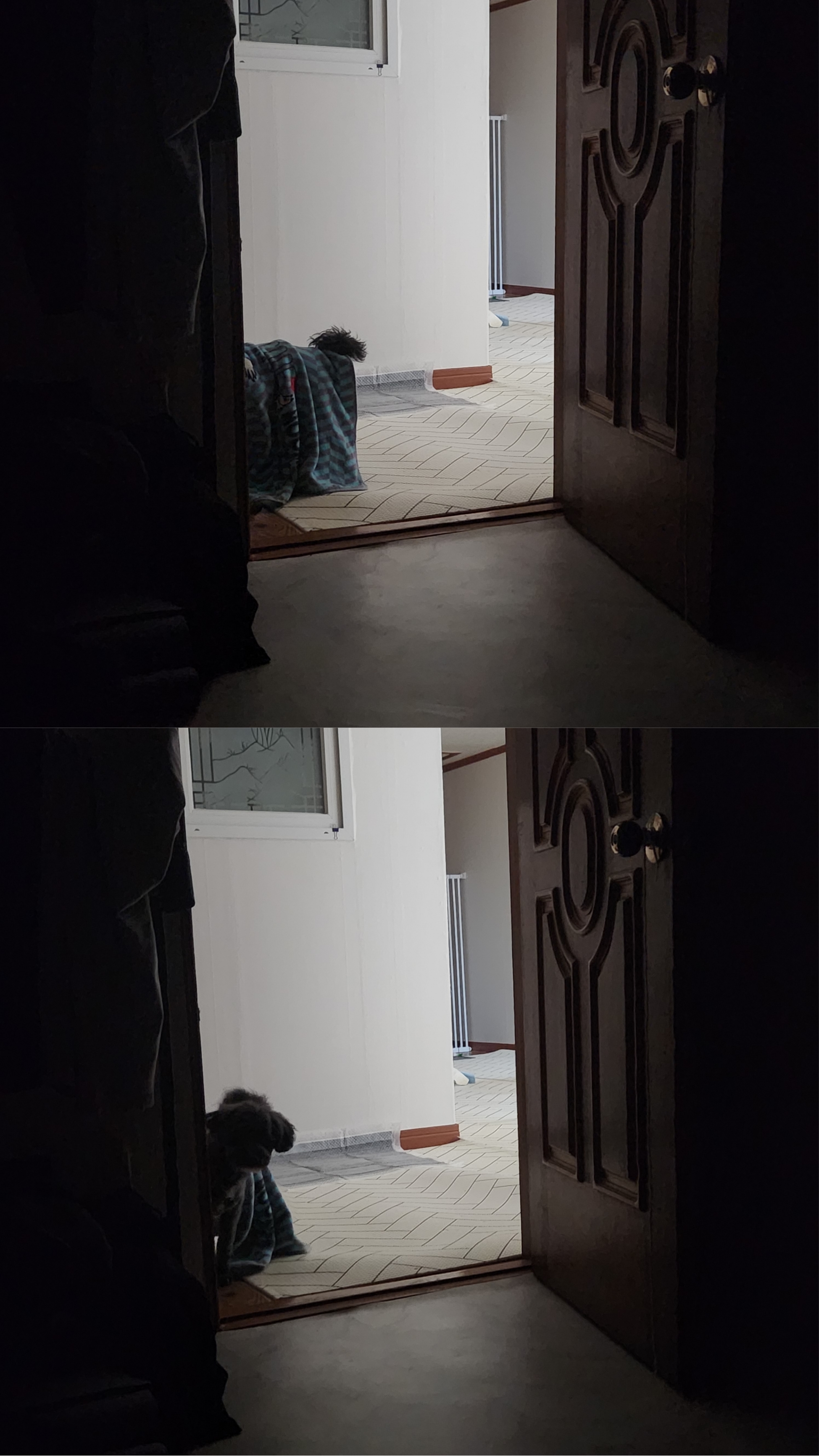 배리(말푸이) 한달입니다!