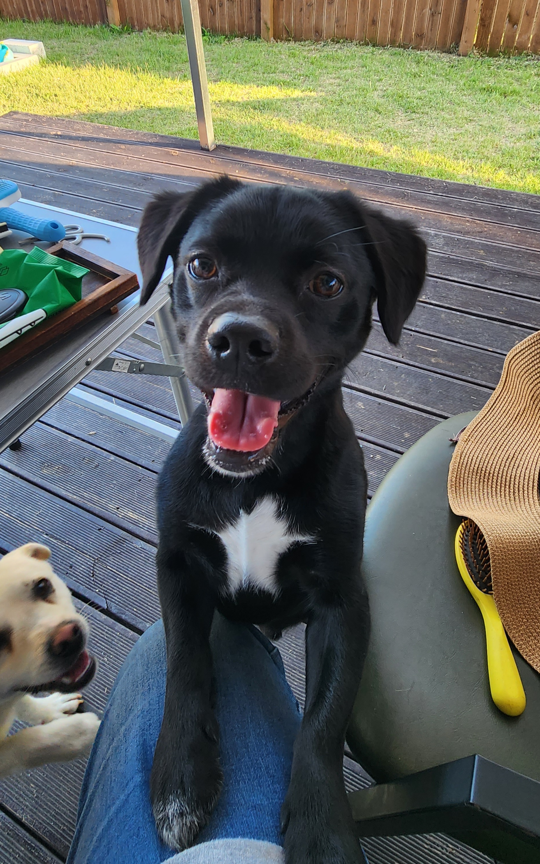 까미(반양이)가 가족이 된 지 일년 됐어요