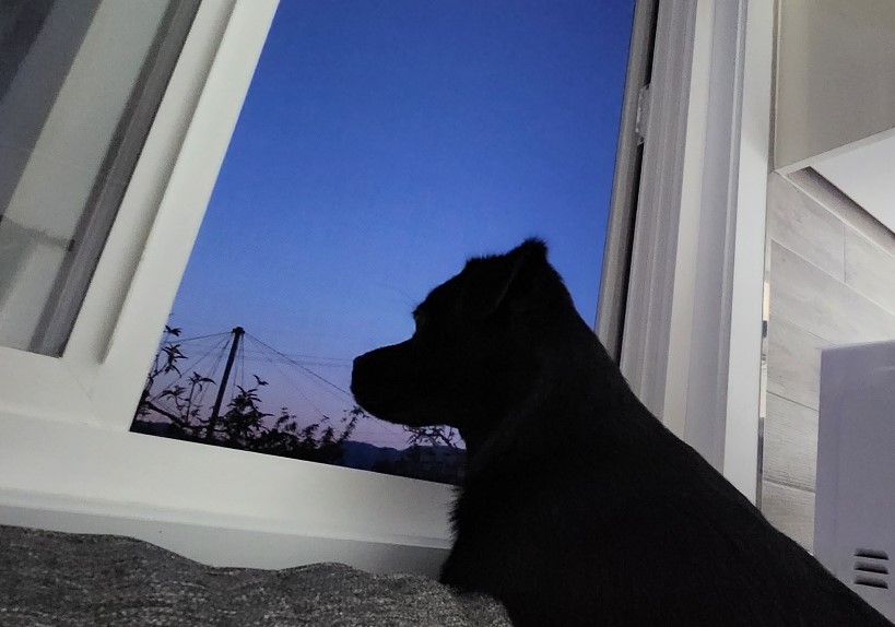 까미(반양이)가 가족이 된 지 일년 됐어요