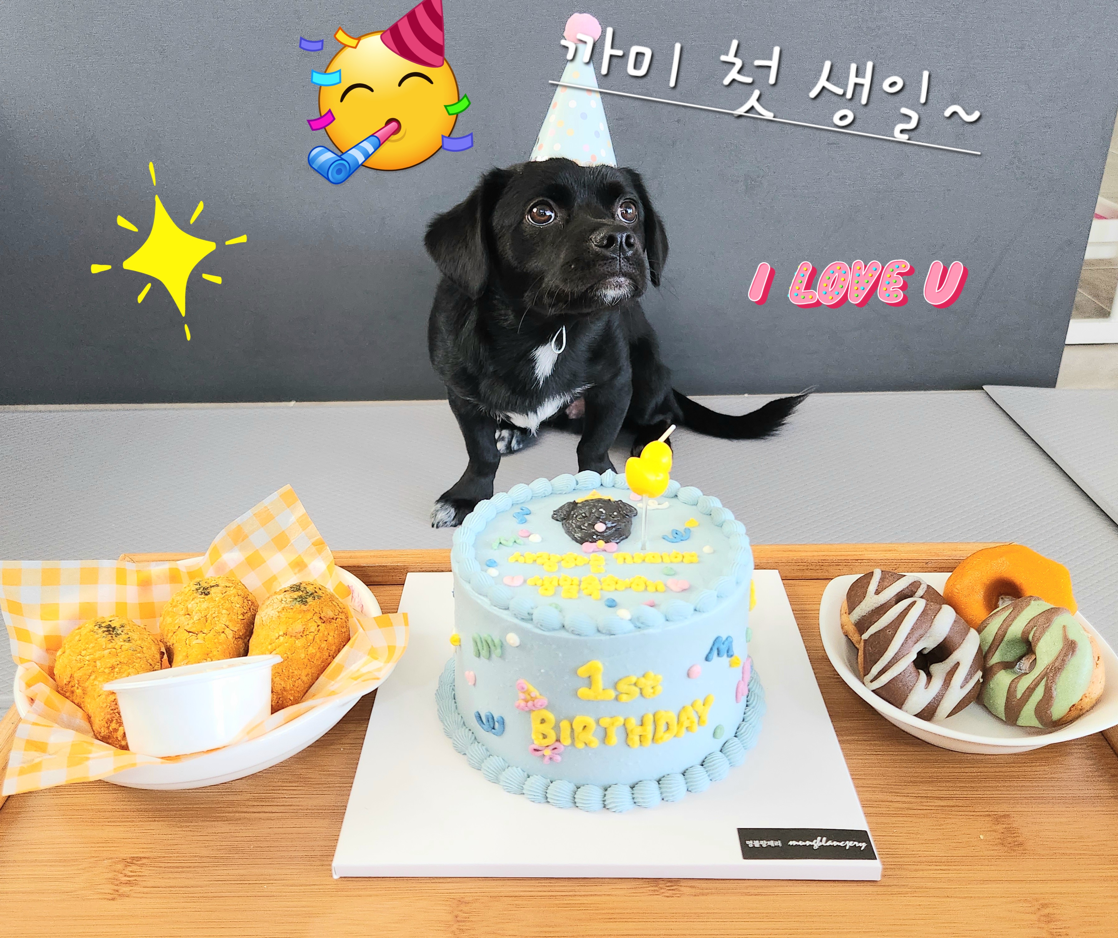 까미(반양이)가 가족이 된 지 일년 됐어요