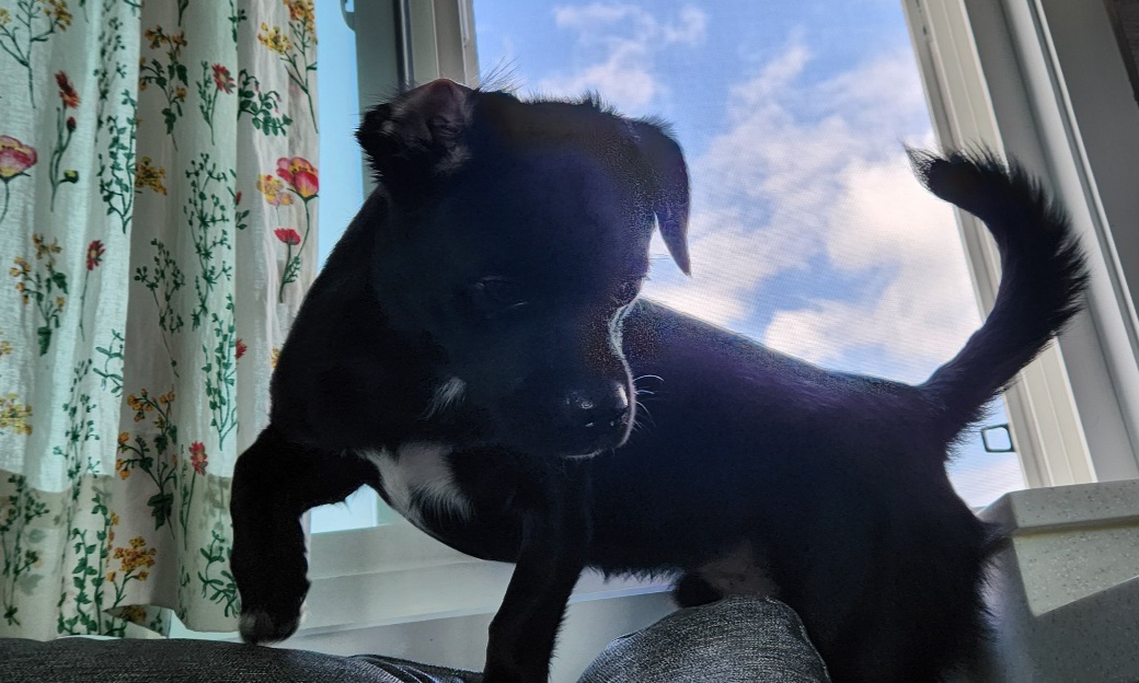 까미(반양이)가 가족이 된 지 일년 됐어요