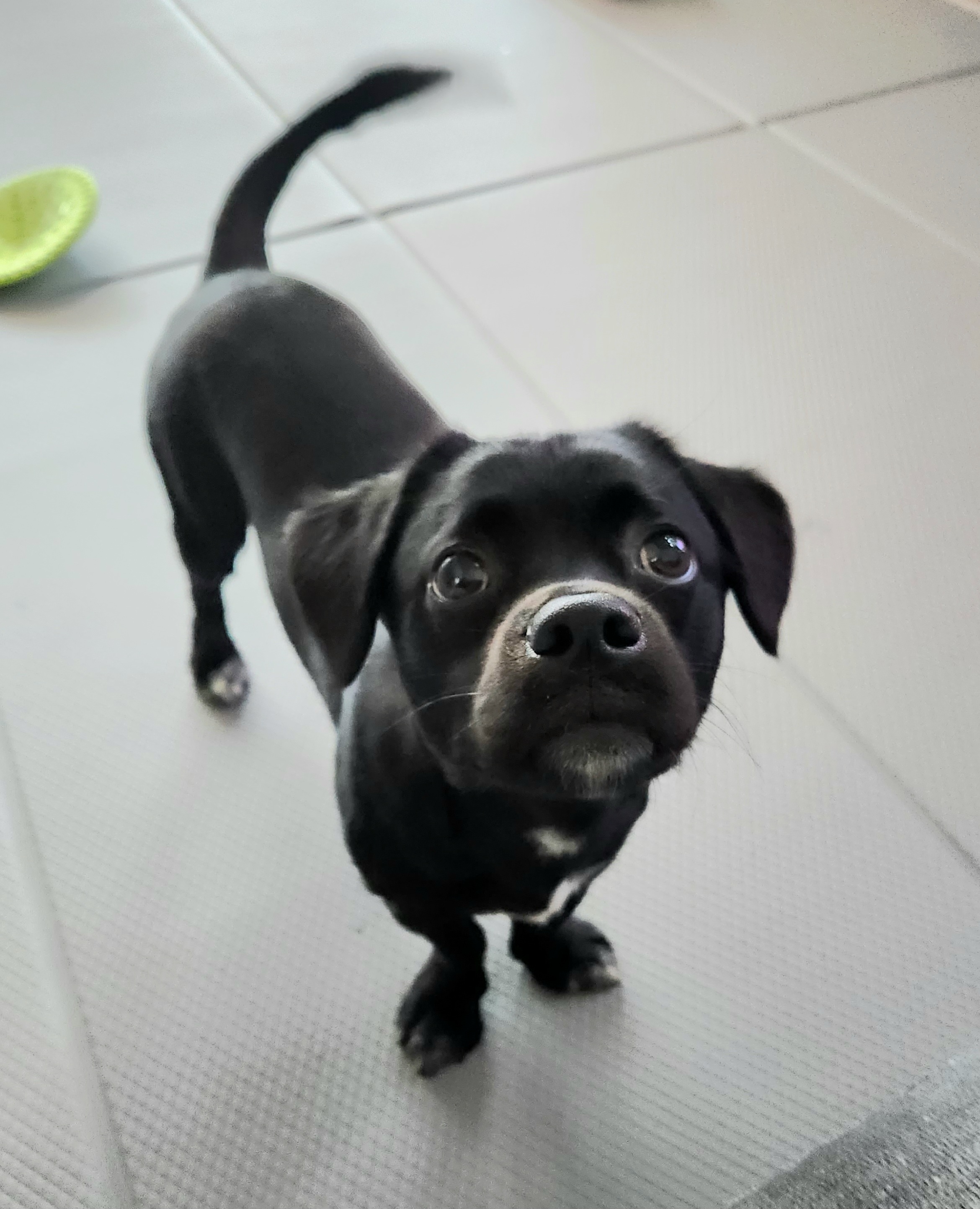 까미(반양이)가 가족이 된 지 일년 됐어요