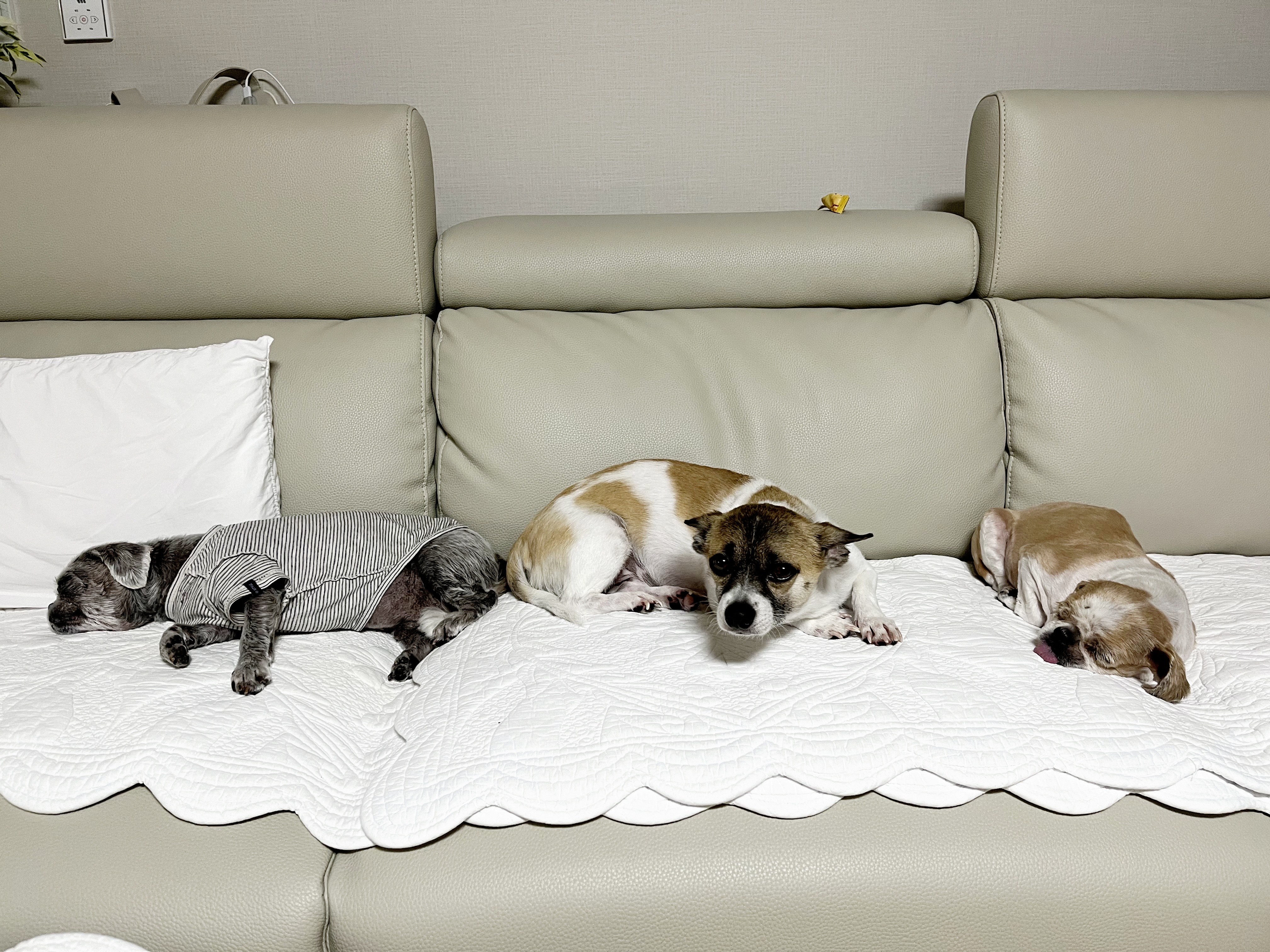 율무와 수수(춘식) 3개월 이야기 입니다.