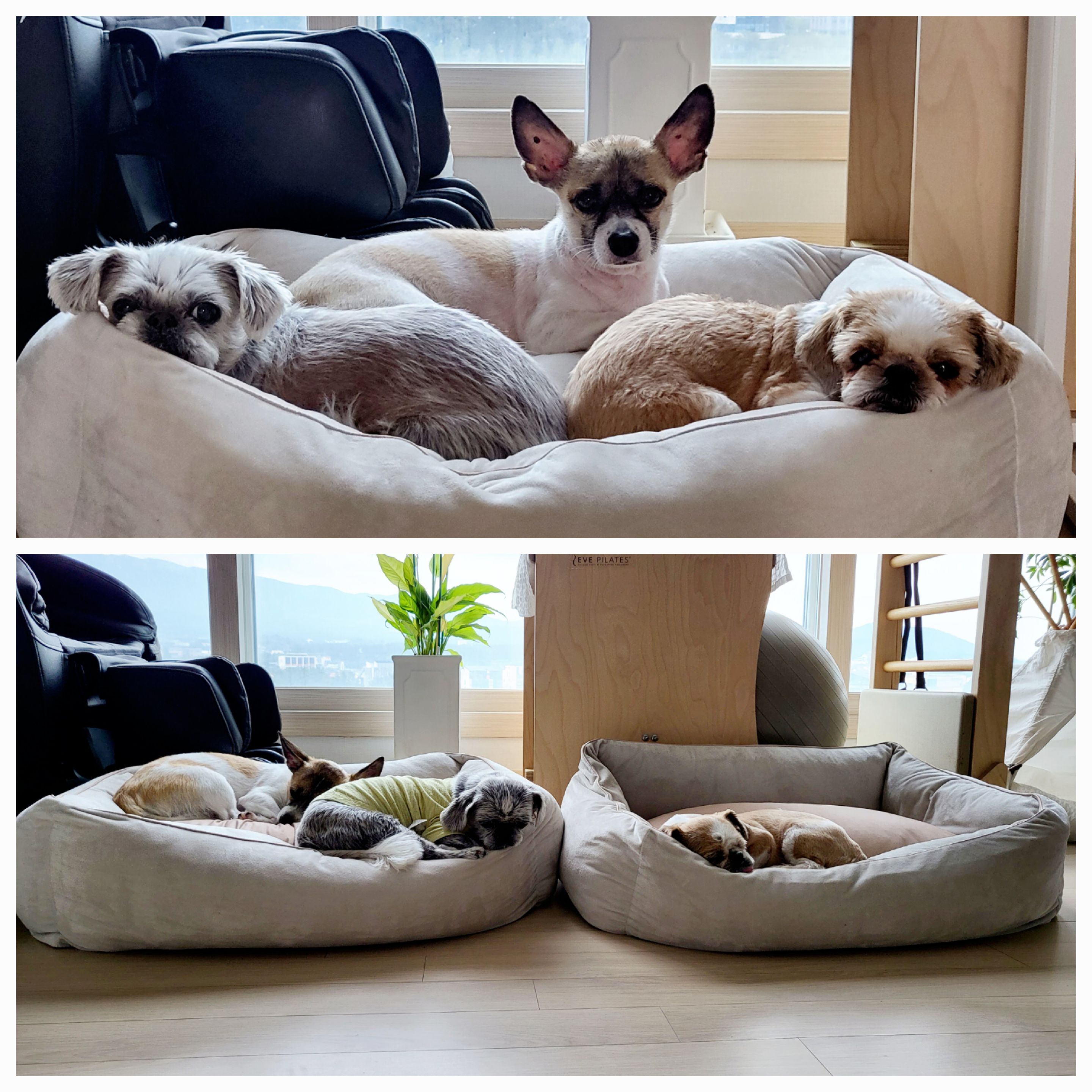 율무와 수수(춘식) 3개월 이야기 입니다.