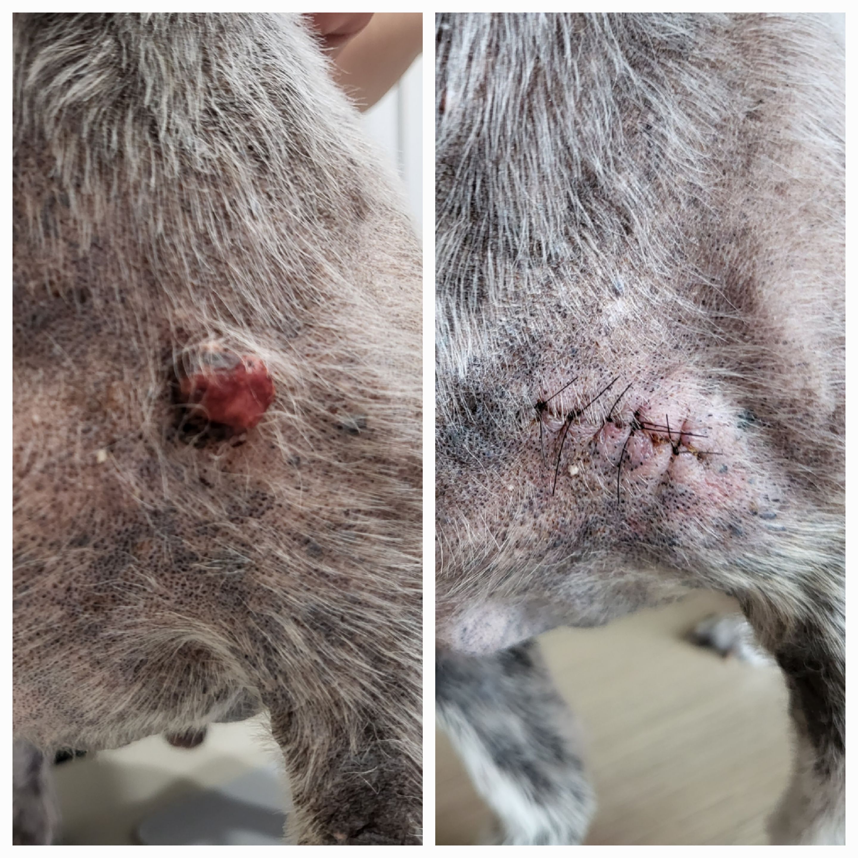 율무와 수수(춘식) 3개월 이야기 입니다.