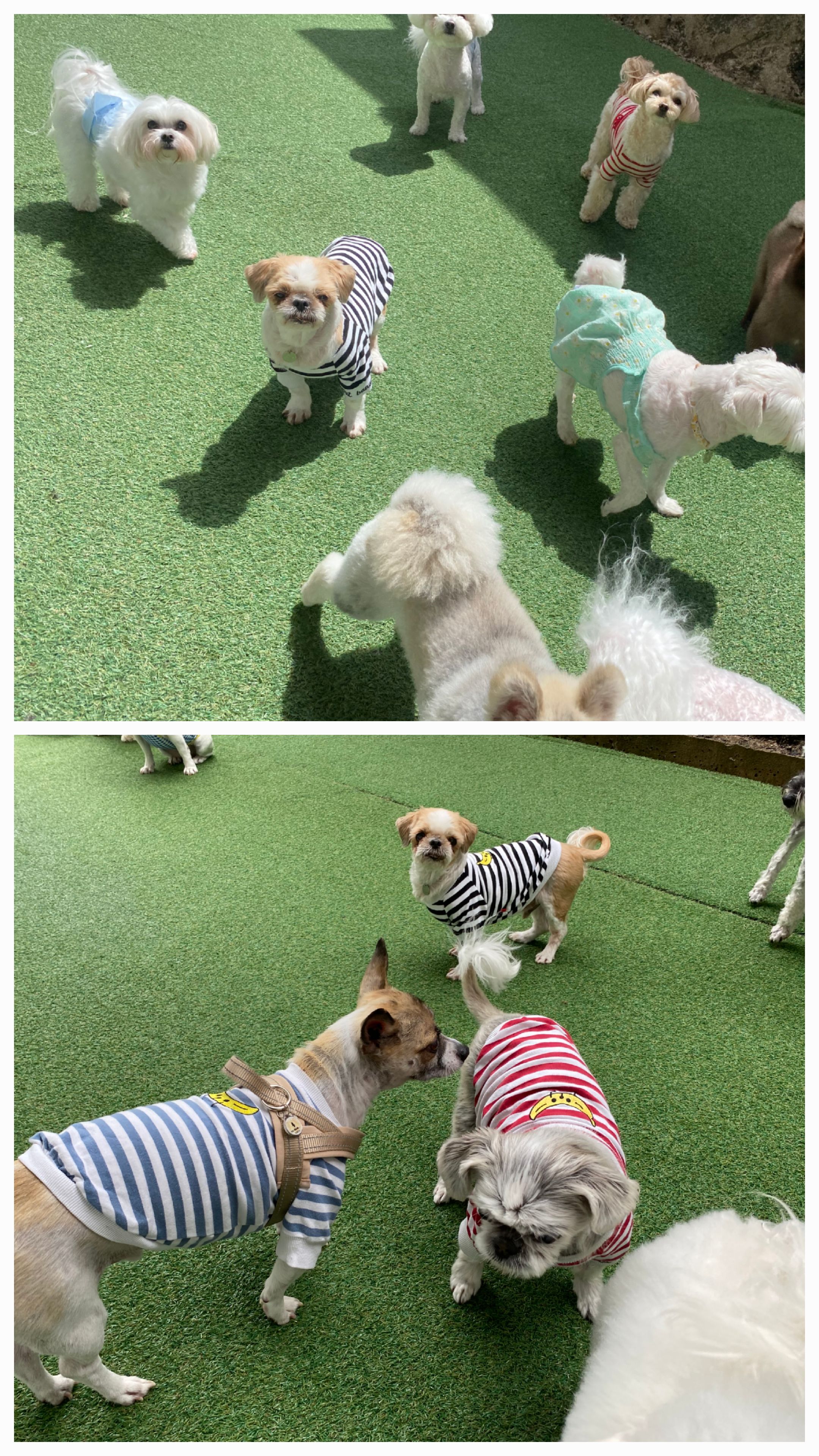 율무와 수수(춘식) 3개월 이야기 입니다.