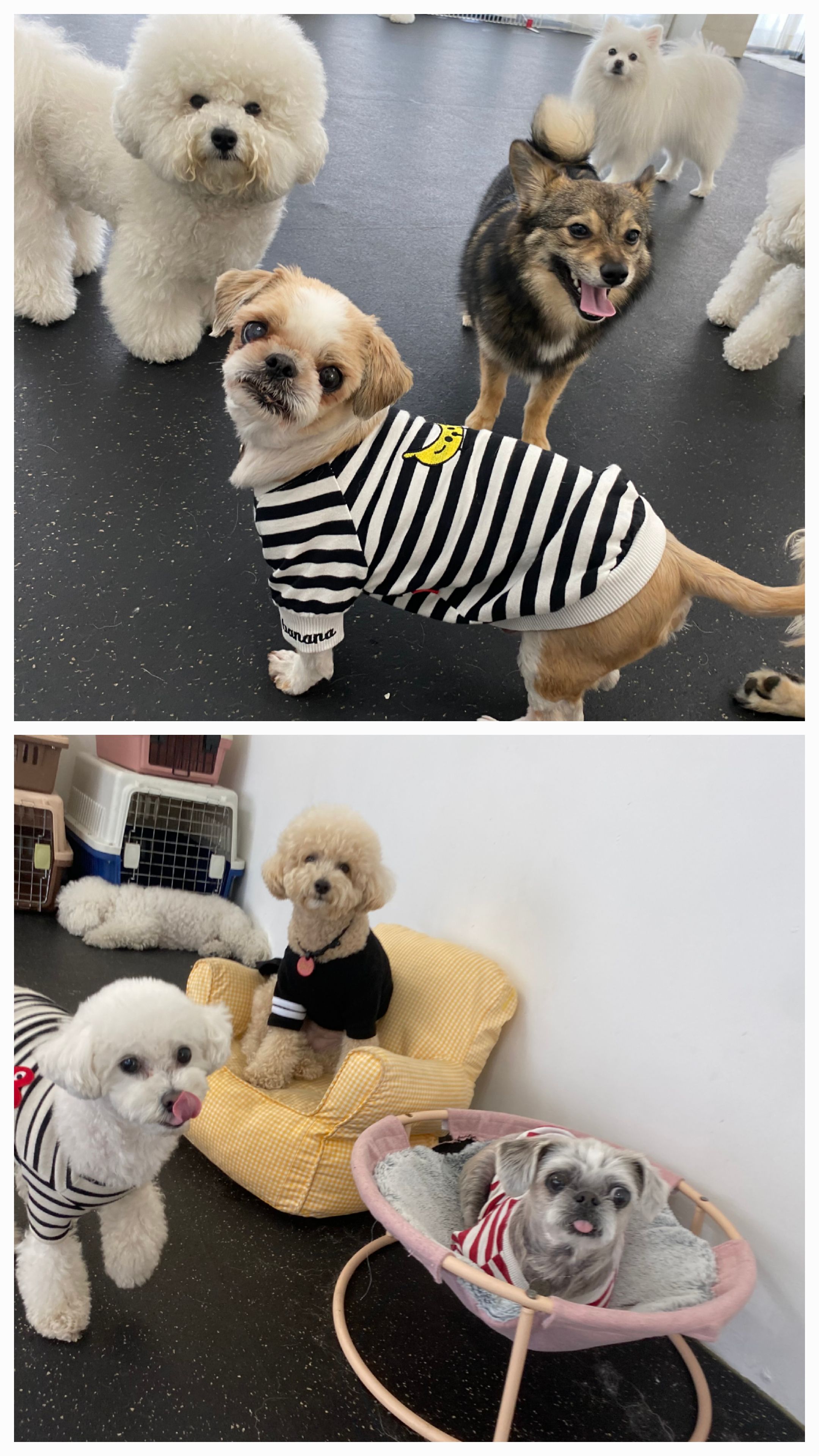 율무와 수수(춘식) 3개월 이야기 입니다.