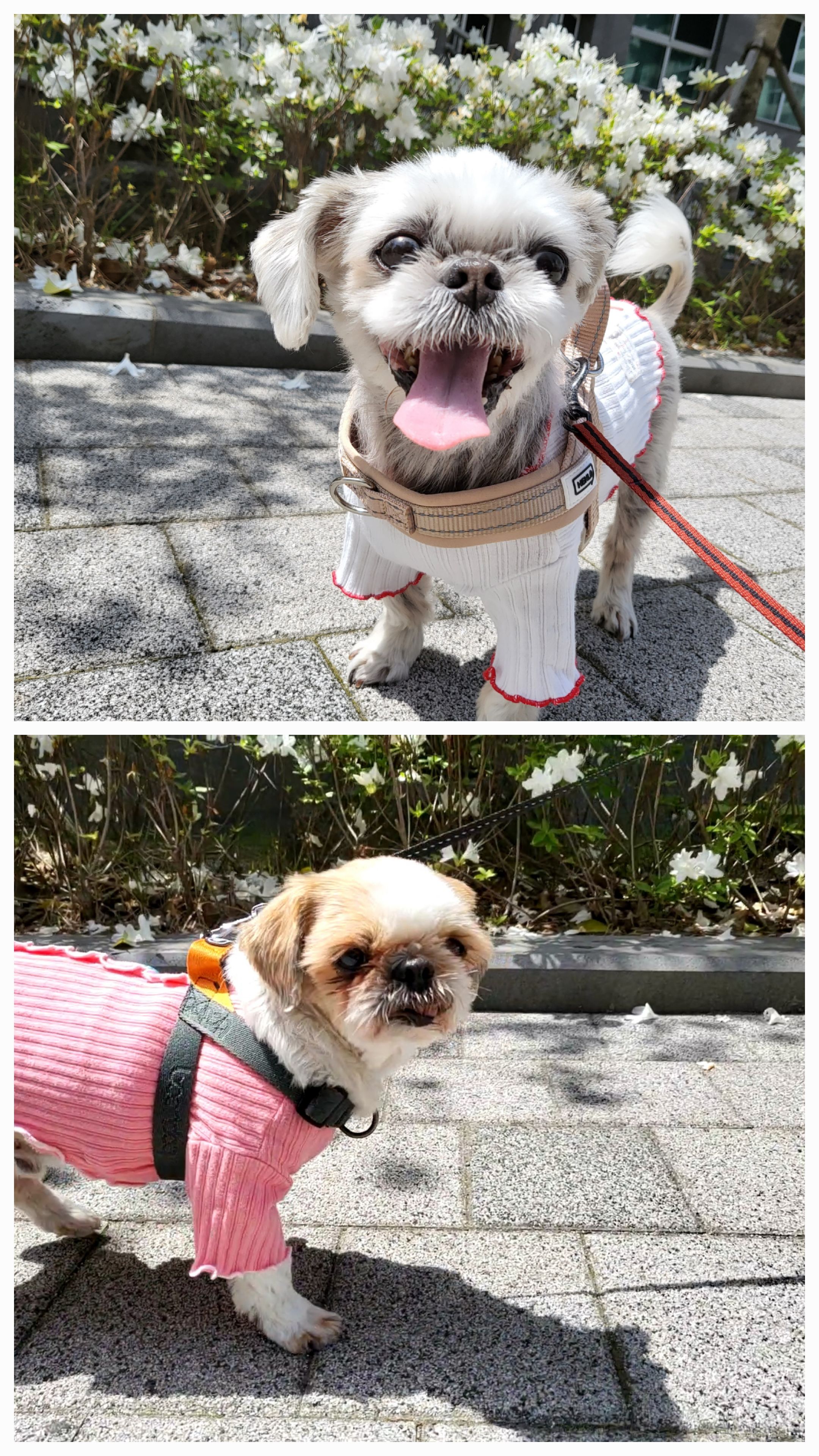 율무와 수수(춘식) 3개월 이야기 입니다.