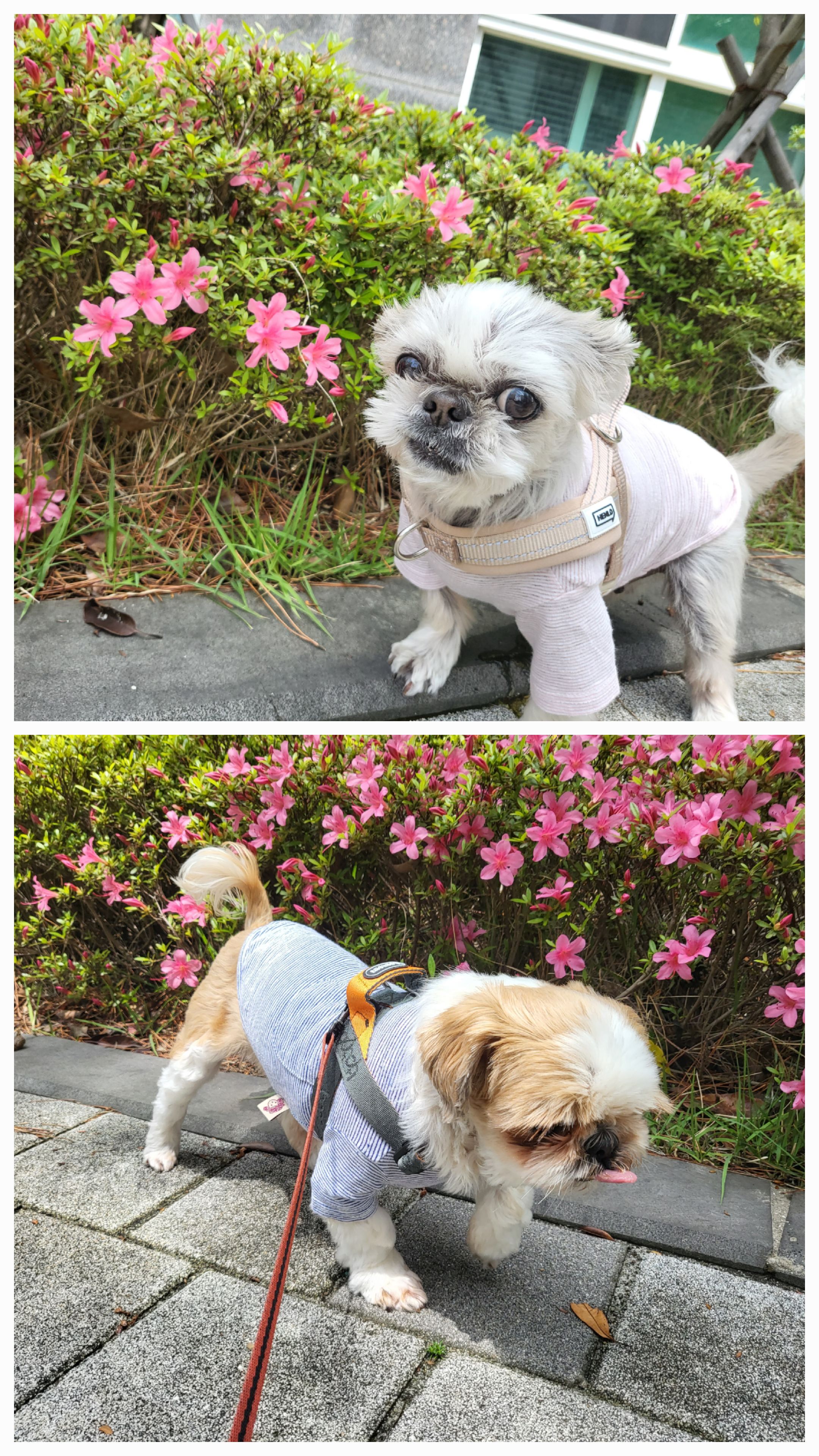 율무와 수수(춘식) 3개월 이야기 입니다.