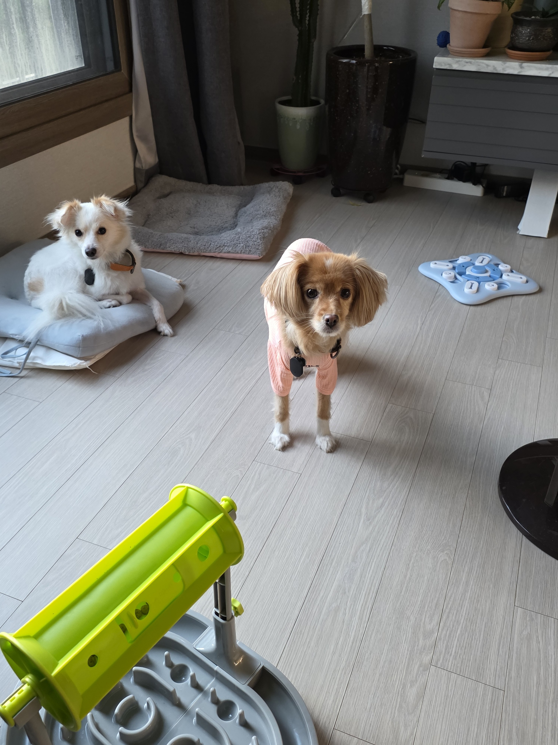 리코, 담비(구.샛별이) 소식 올려요