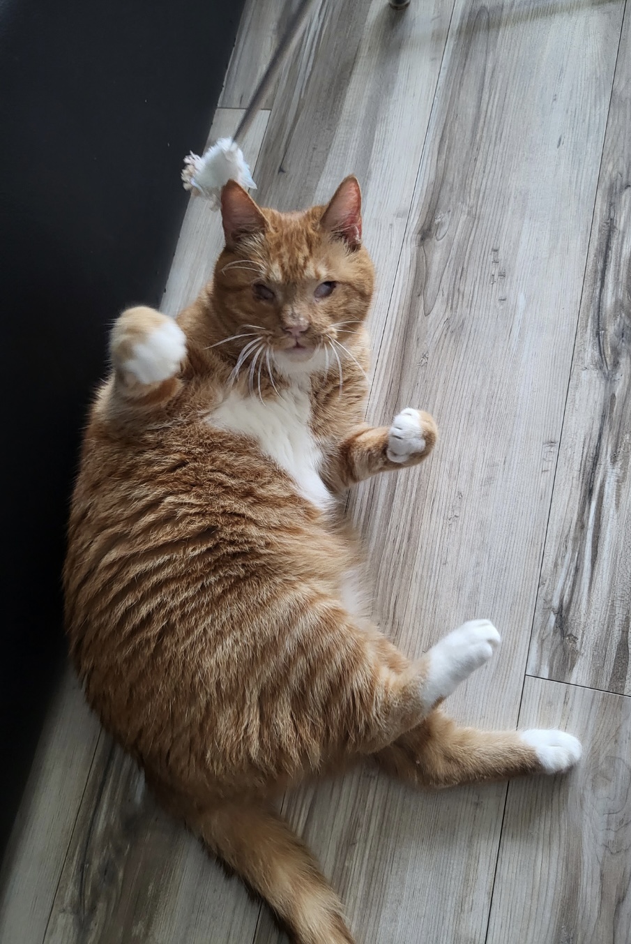 삐용이에게 심쿵했던 지난 1년