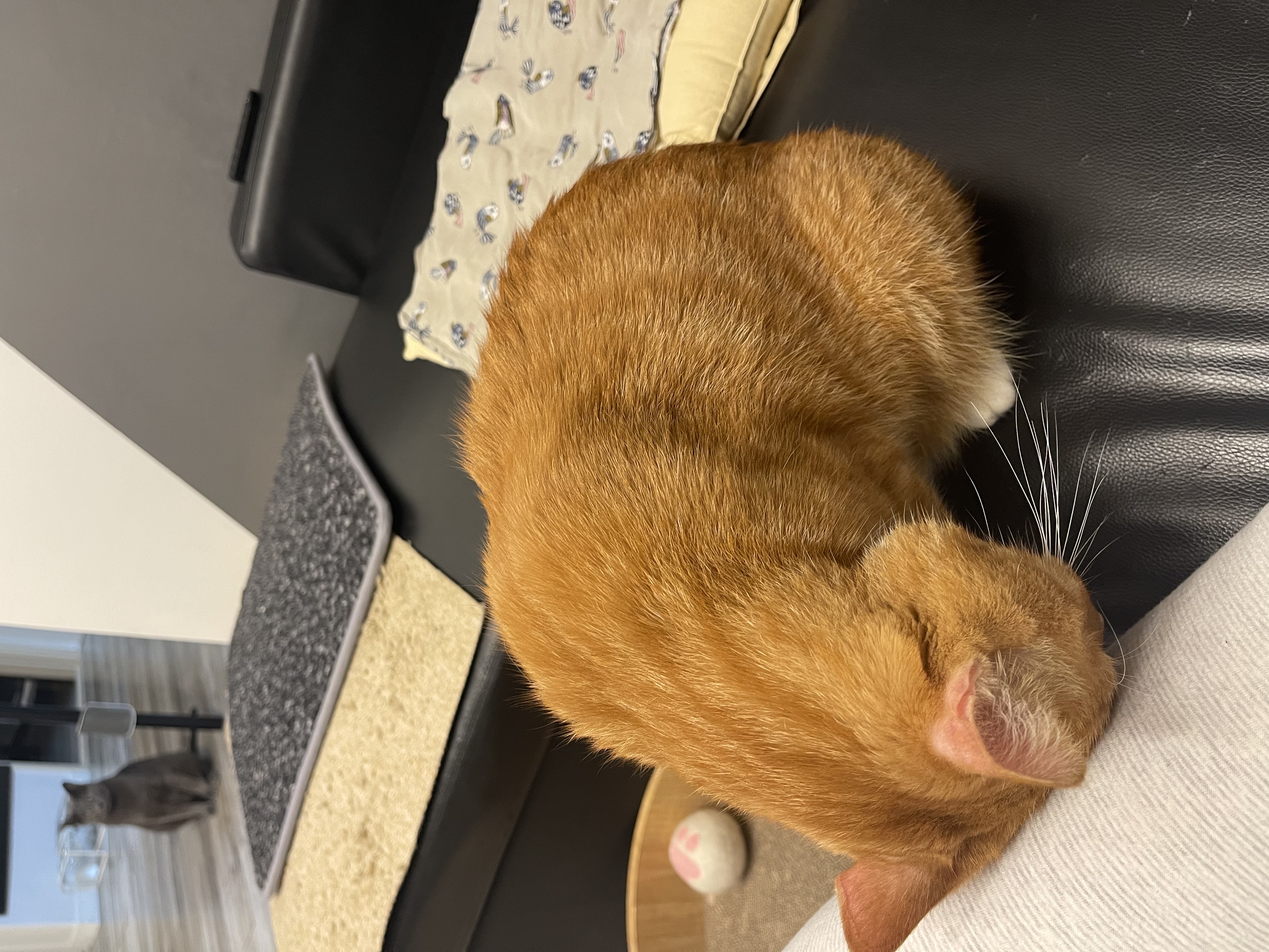 삐용이에게 심쿵했던 지난 1년