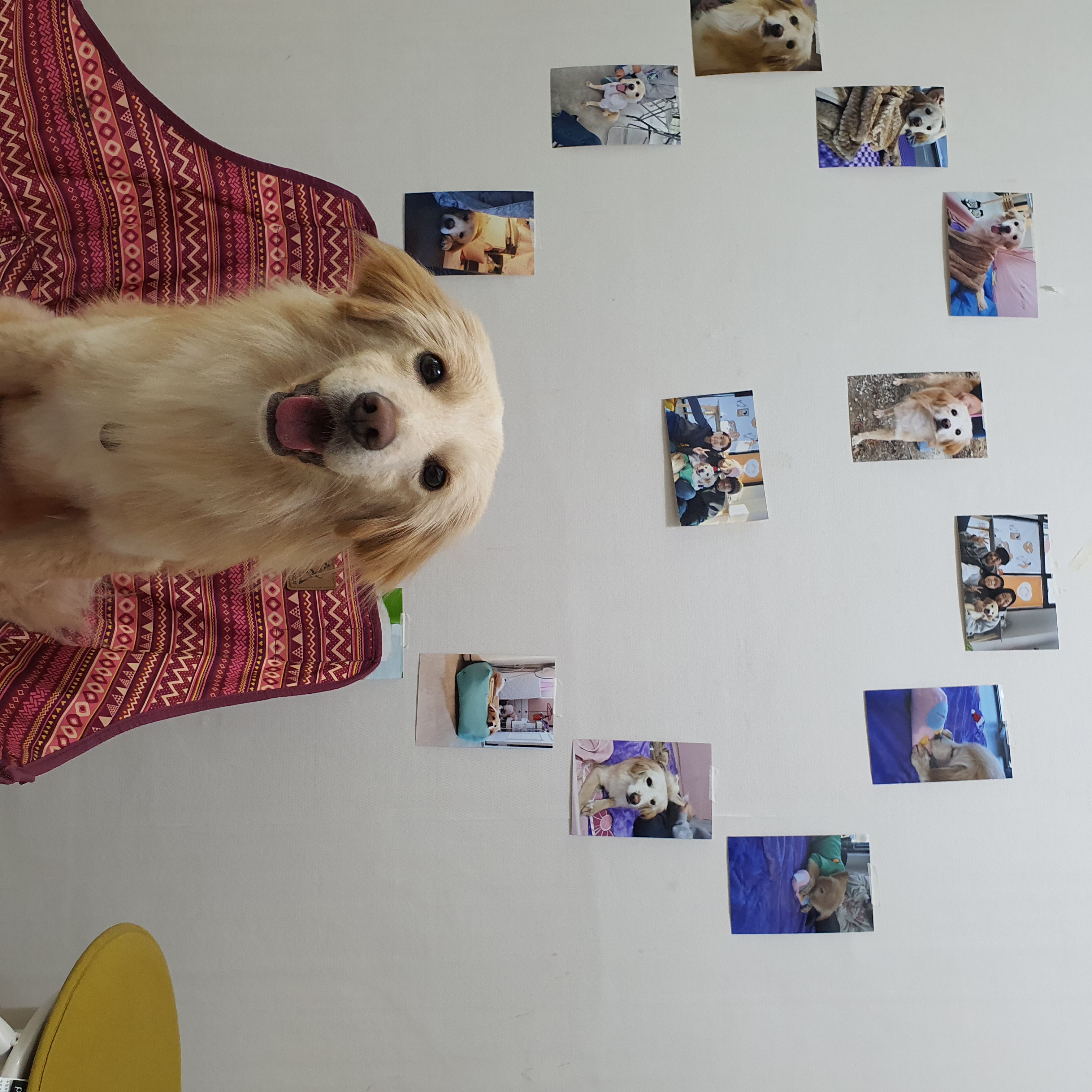 자몽이의 일주일(구 육콩이)