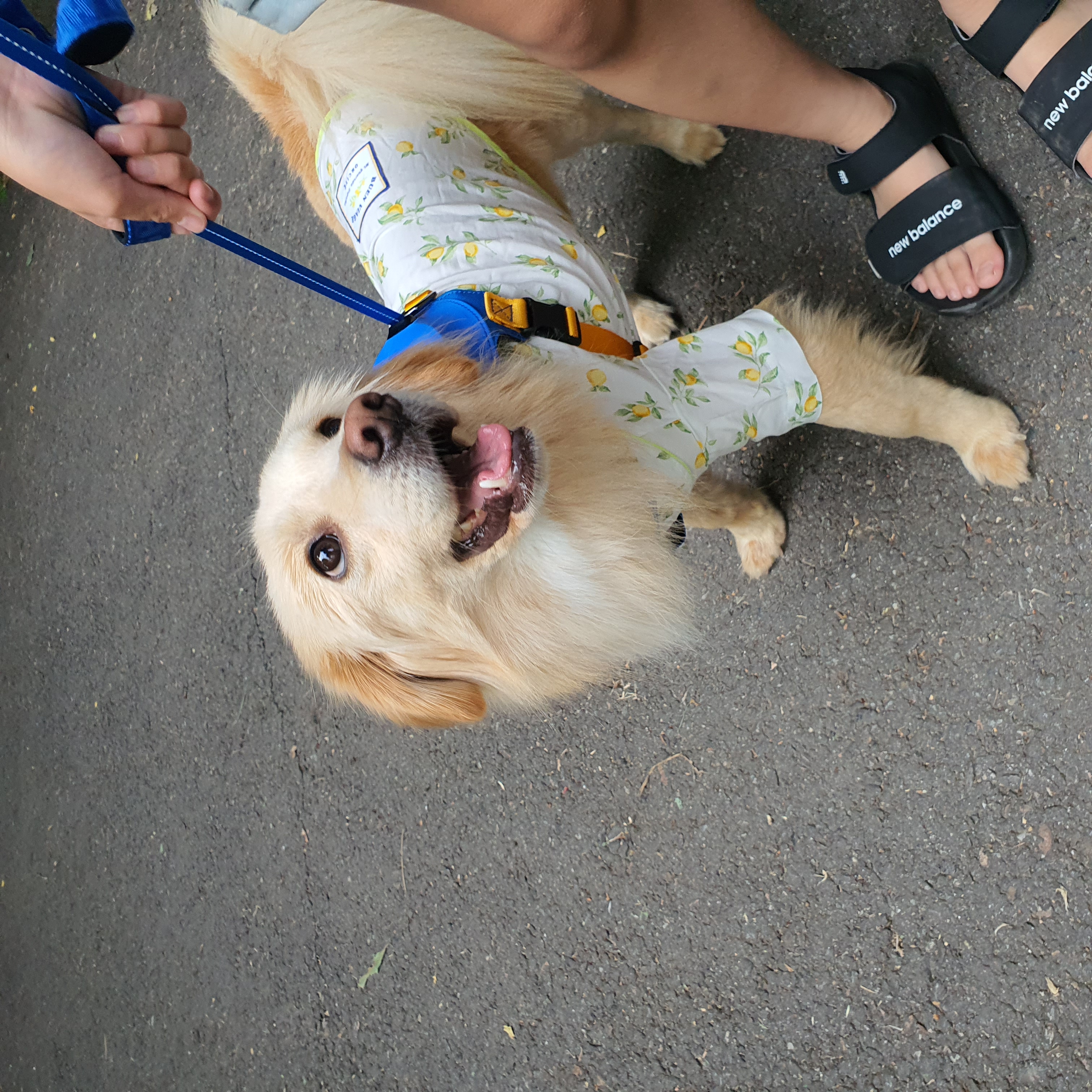 자몽이의 일주일(구 육콩이)