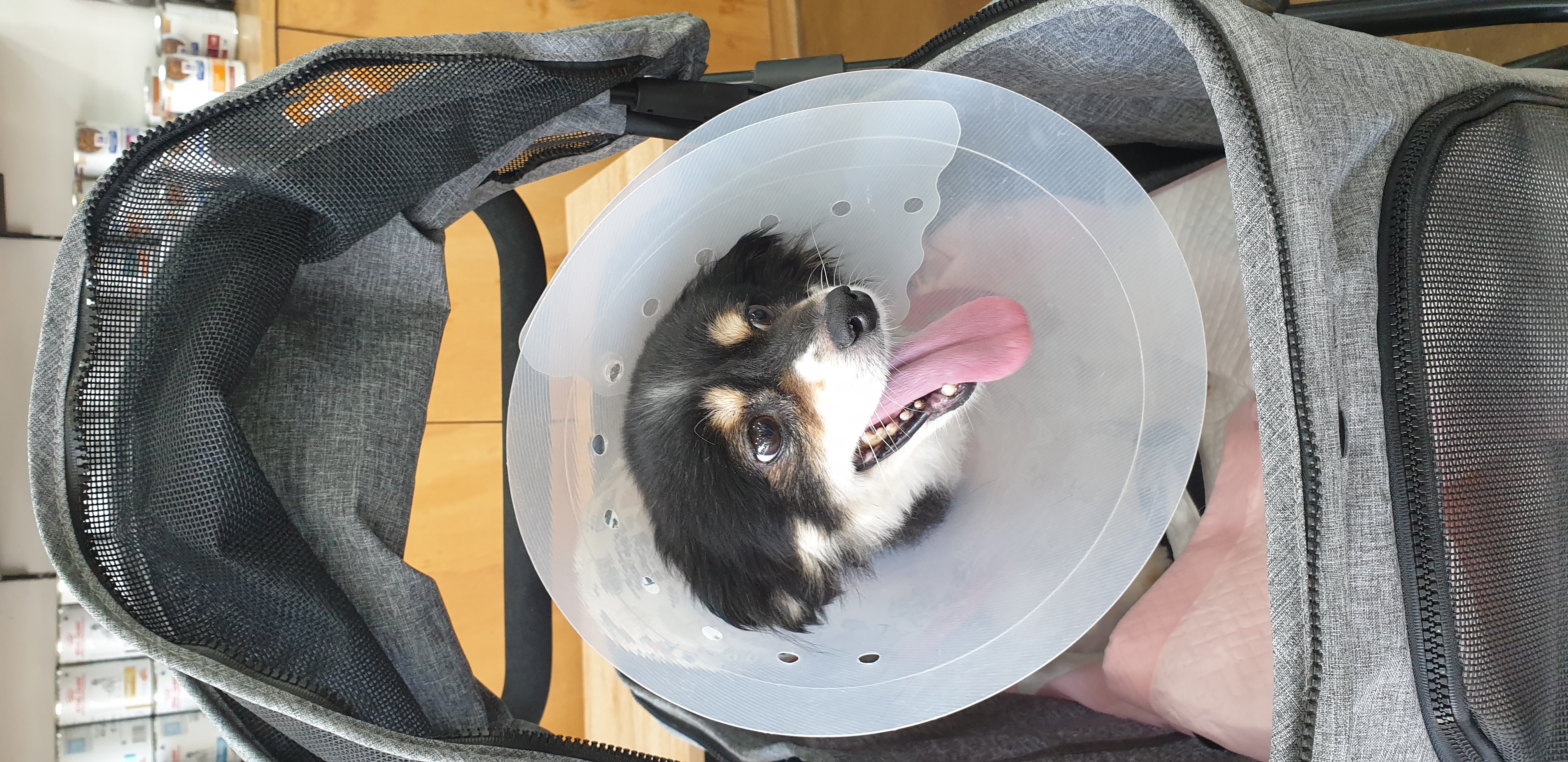 새콤이 근황입니다.