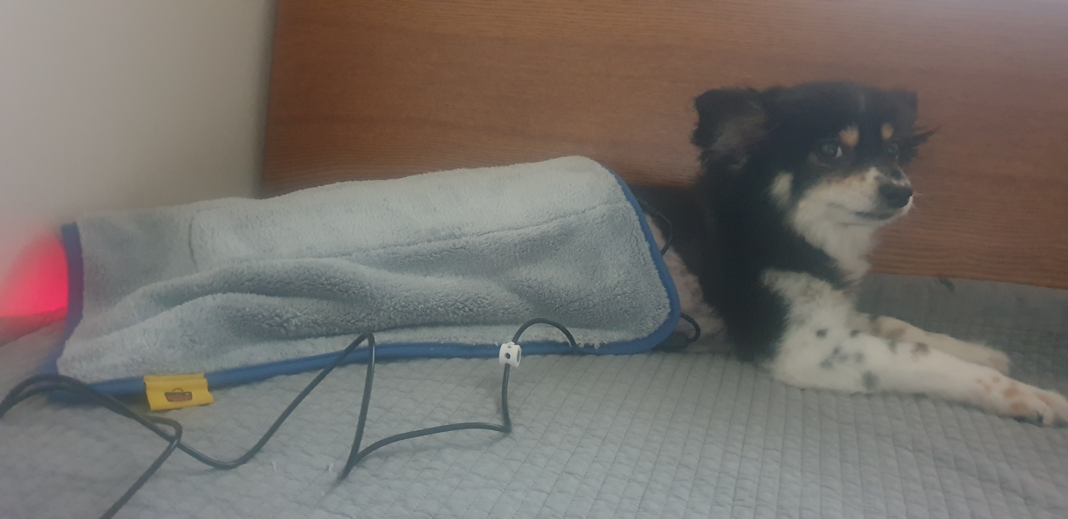 새콤이 근황입니다.