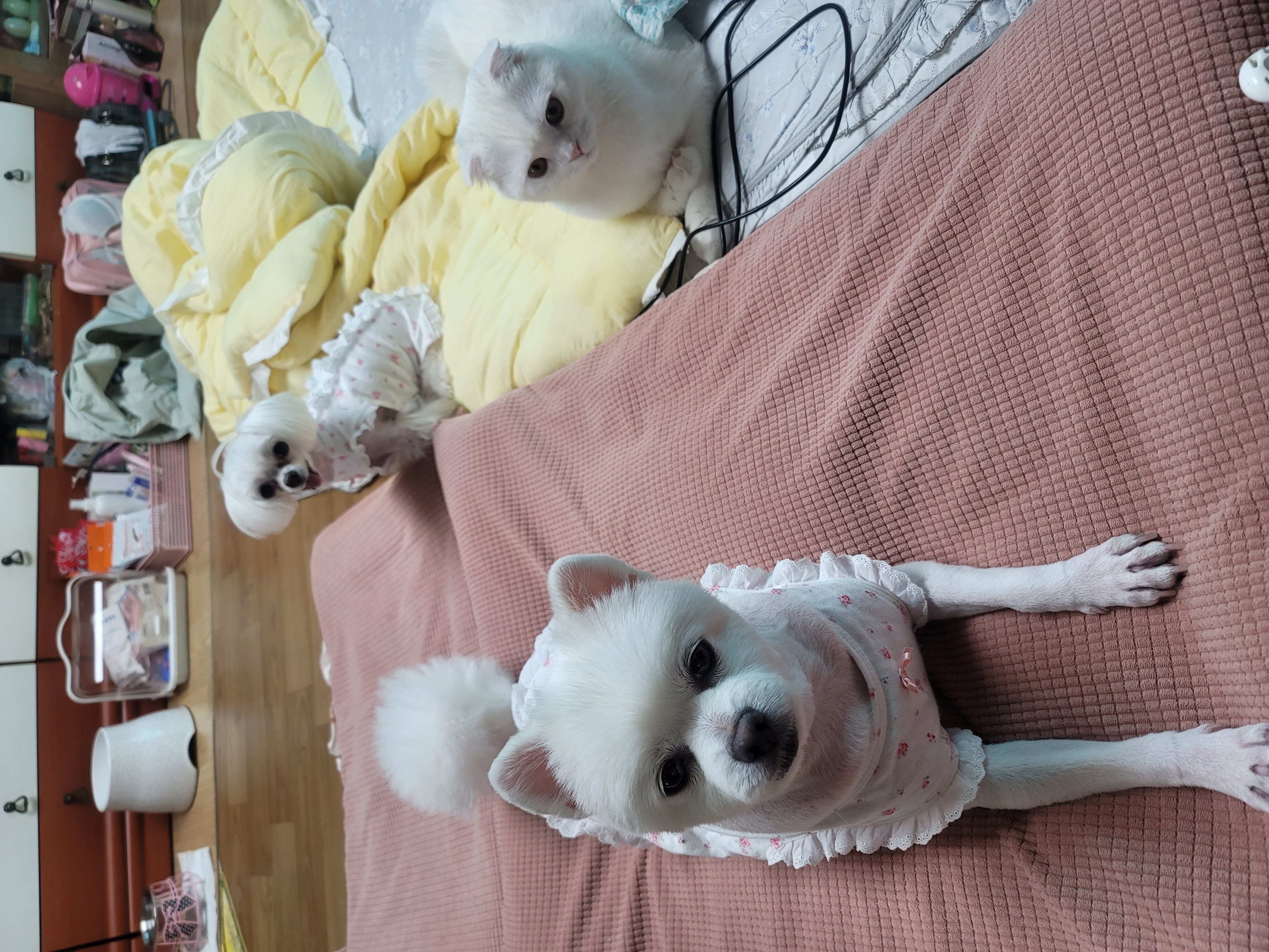 꼬미.마음이야기