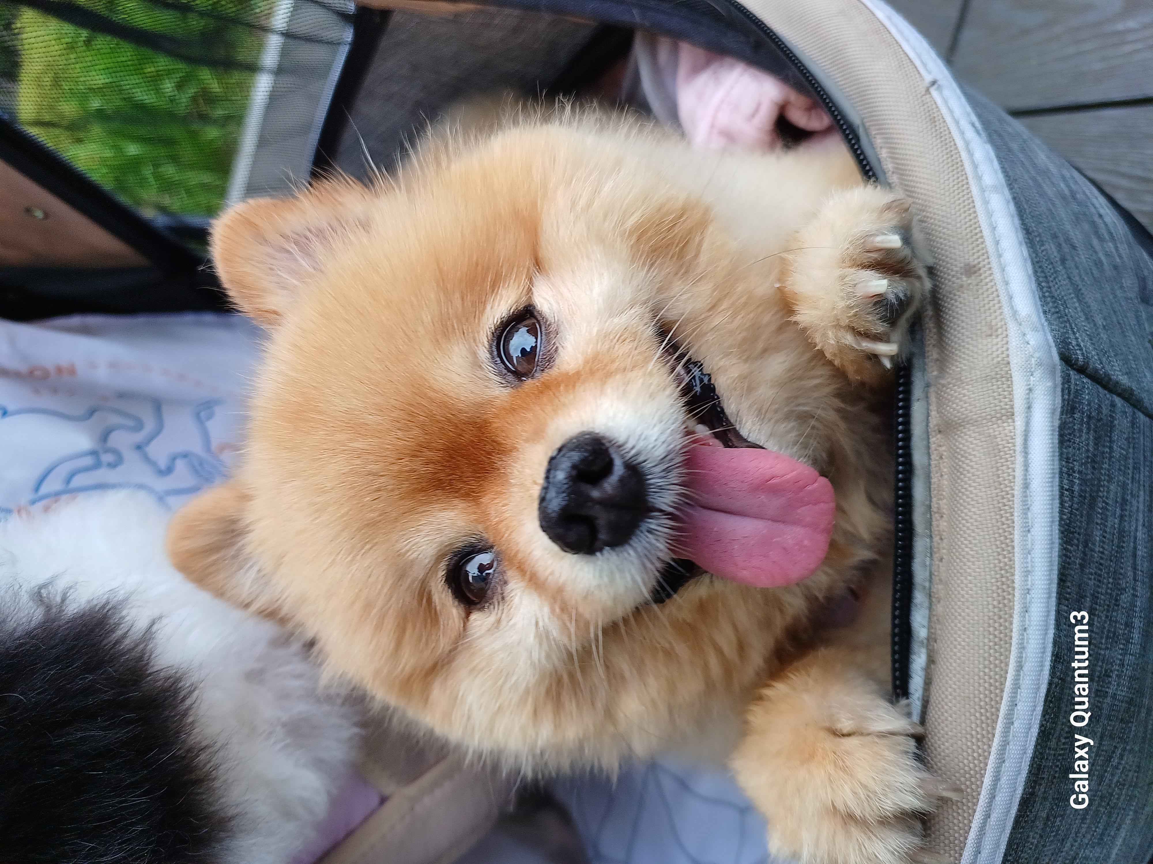 내사랑 별이