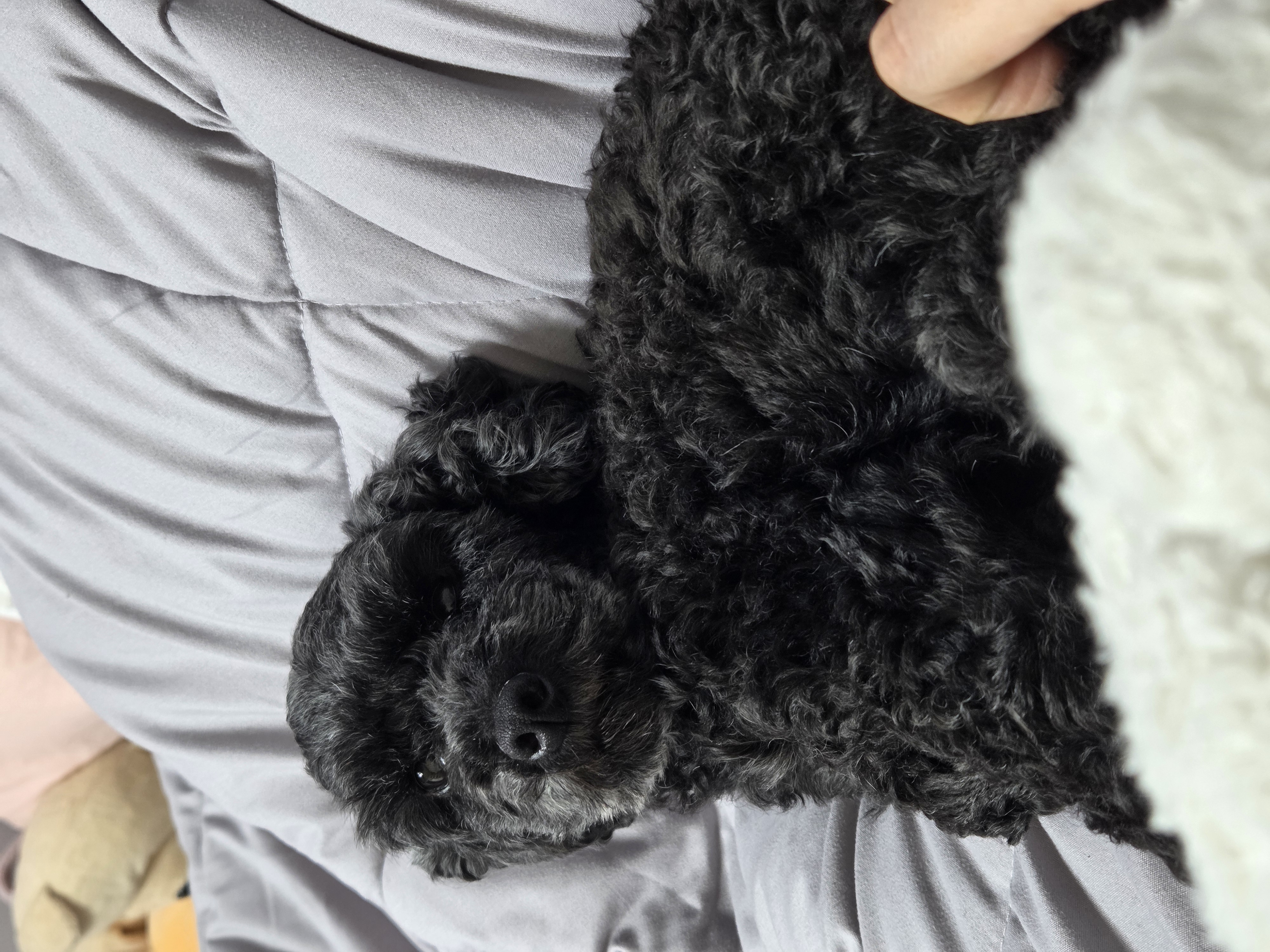 콩이(달튼) 입양 한 달 차