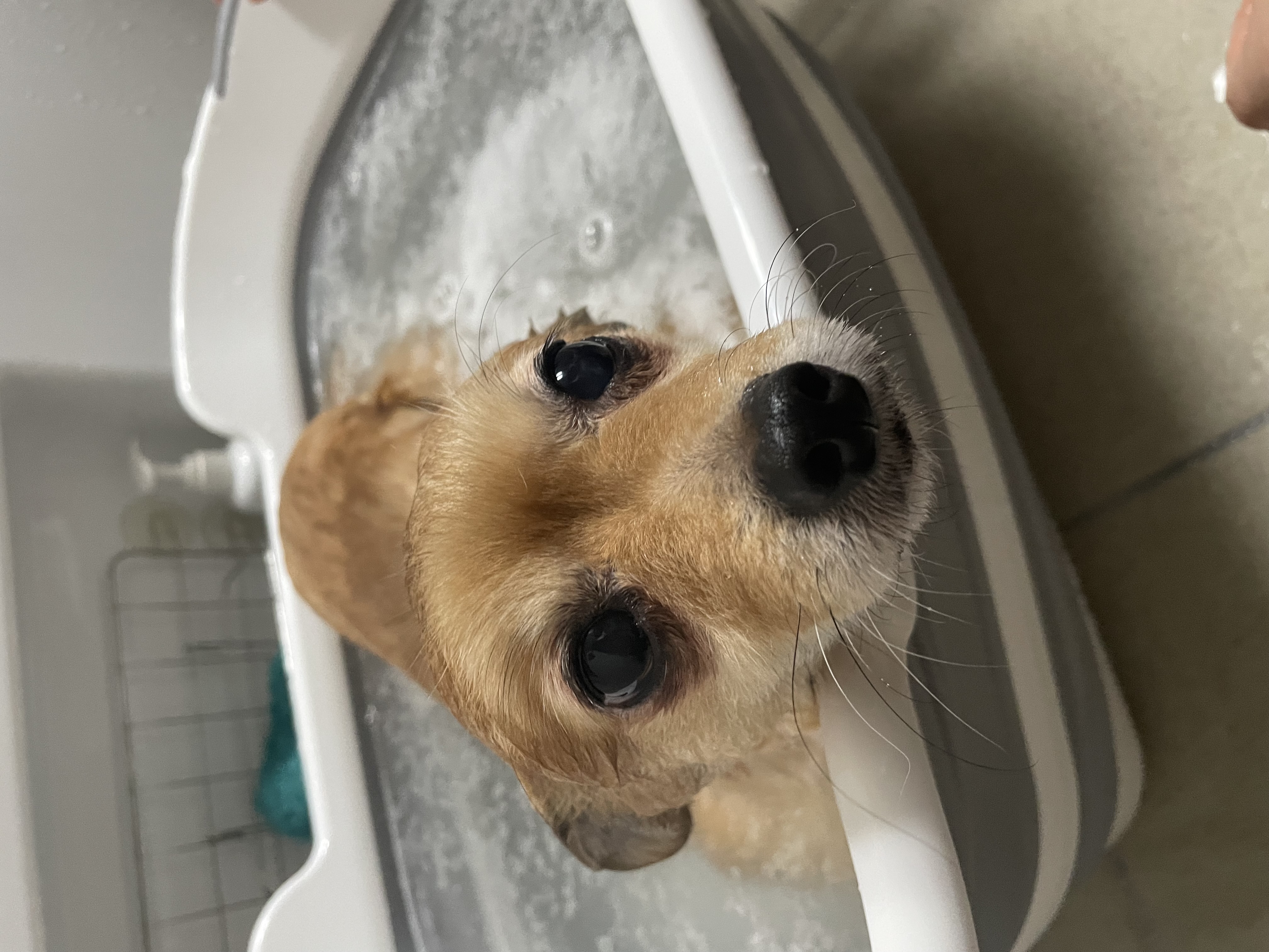 티거(곤지암2-워터)와 벌써 이년!