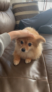 티거(곤지암2-워터)와 벌써 이년!