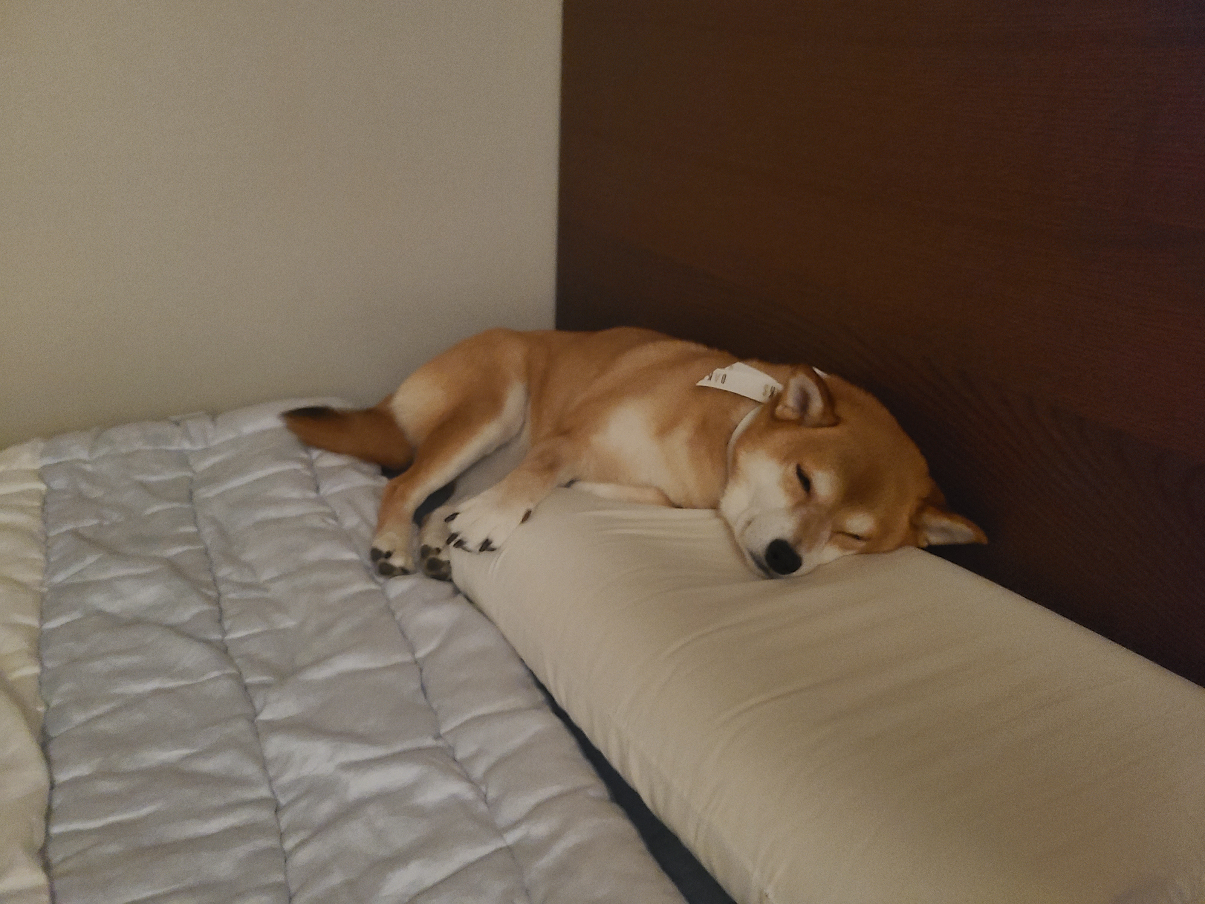 보리와 지낸지 벌써 2년