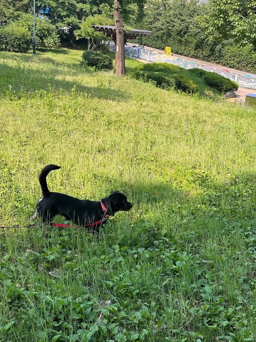 쫑이(무양이) 이야기....