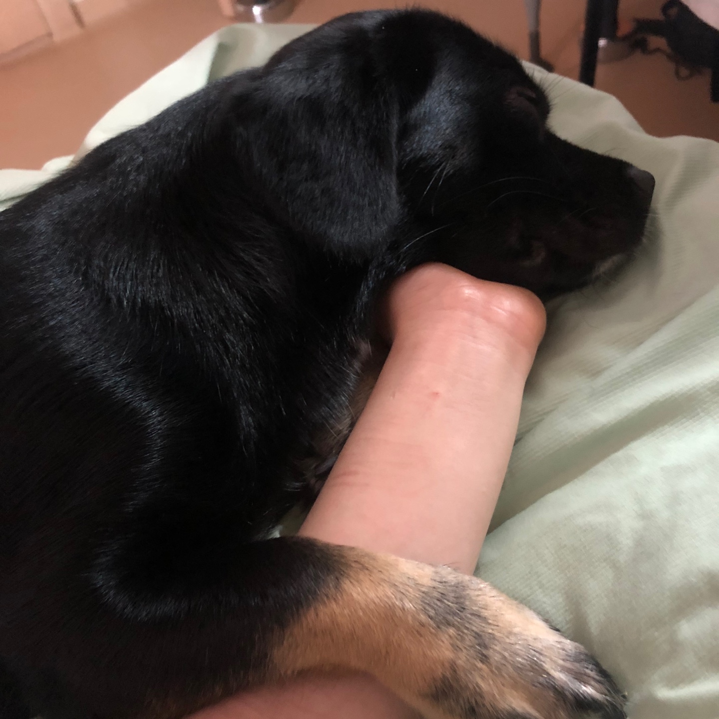 쫑이(무양이) 이야기....