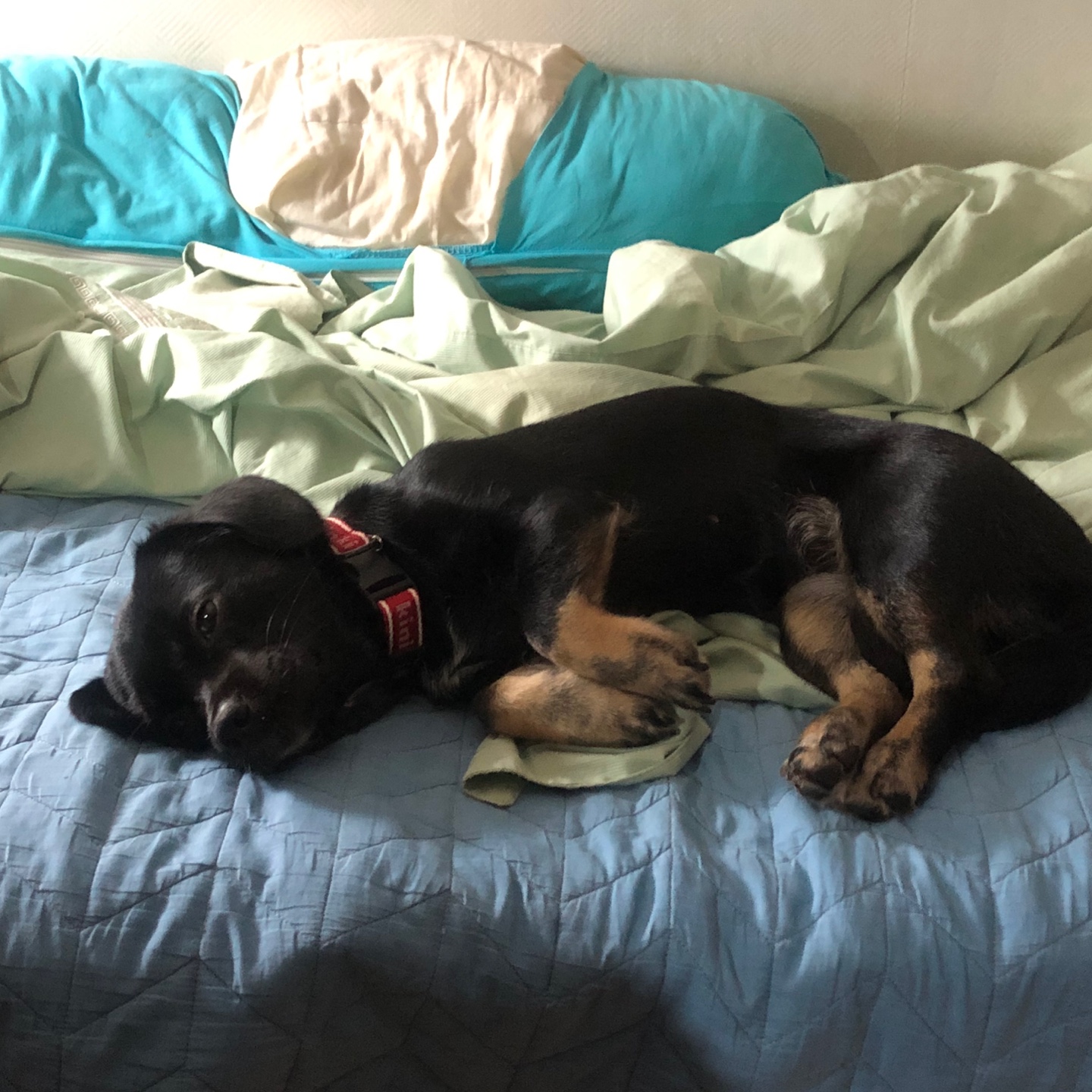 쫑이(무양이) 이야기....