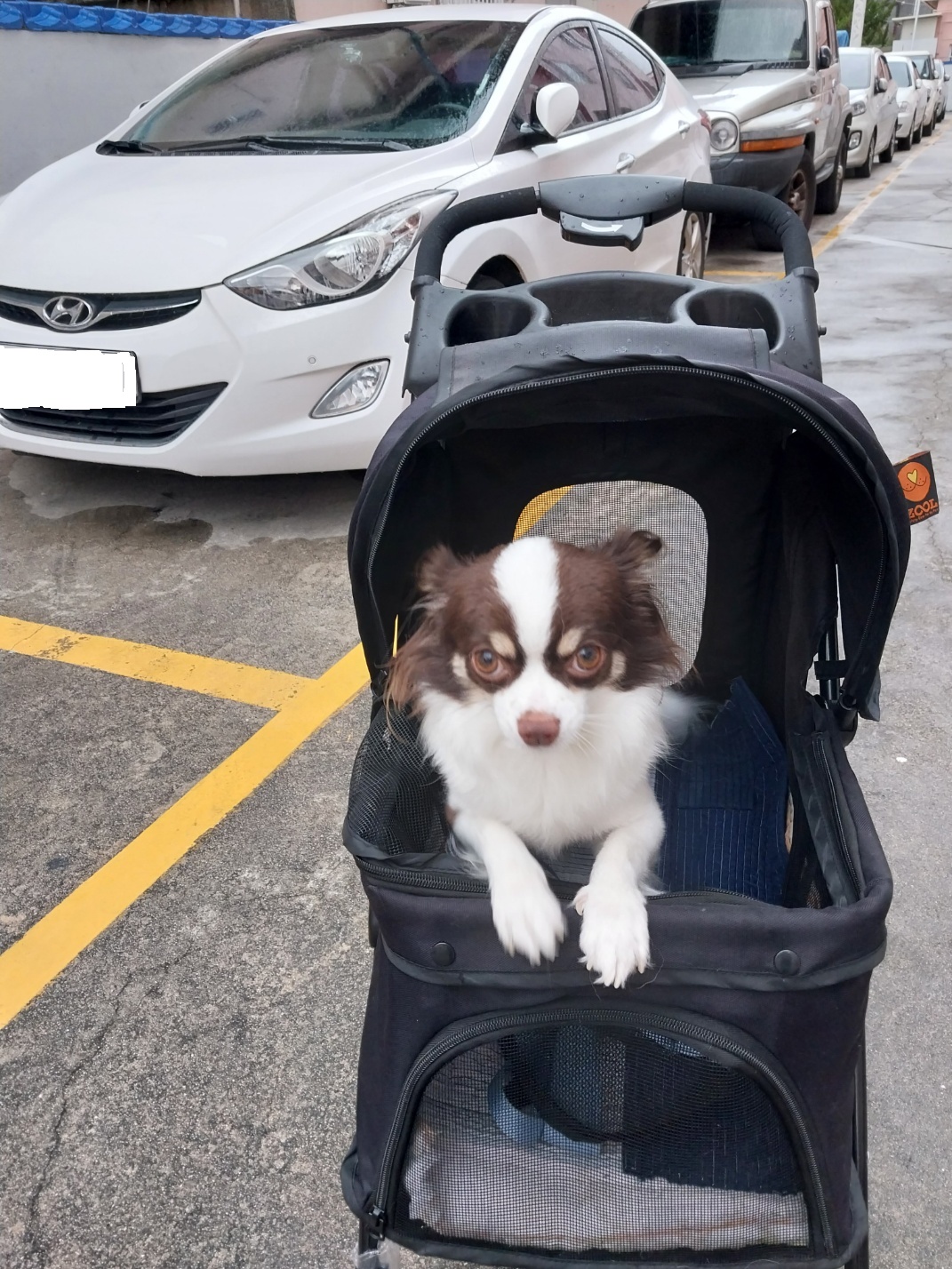 뽀롱이 형아와 동생이랑 잘지내고 있습니다.