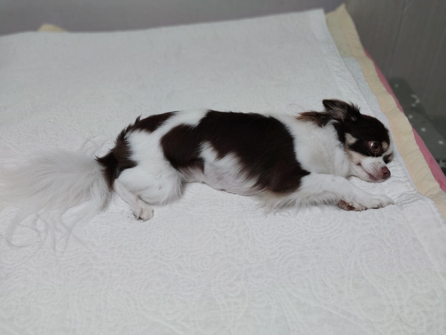 뽀롱이 형아와 동생이랑 잘지내고 있습니다.