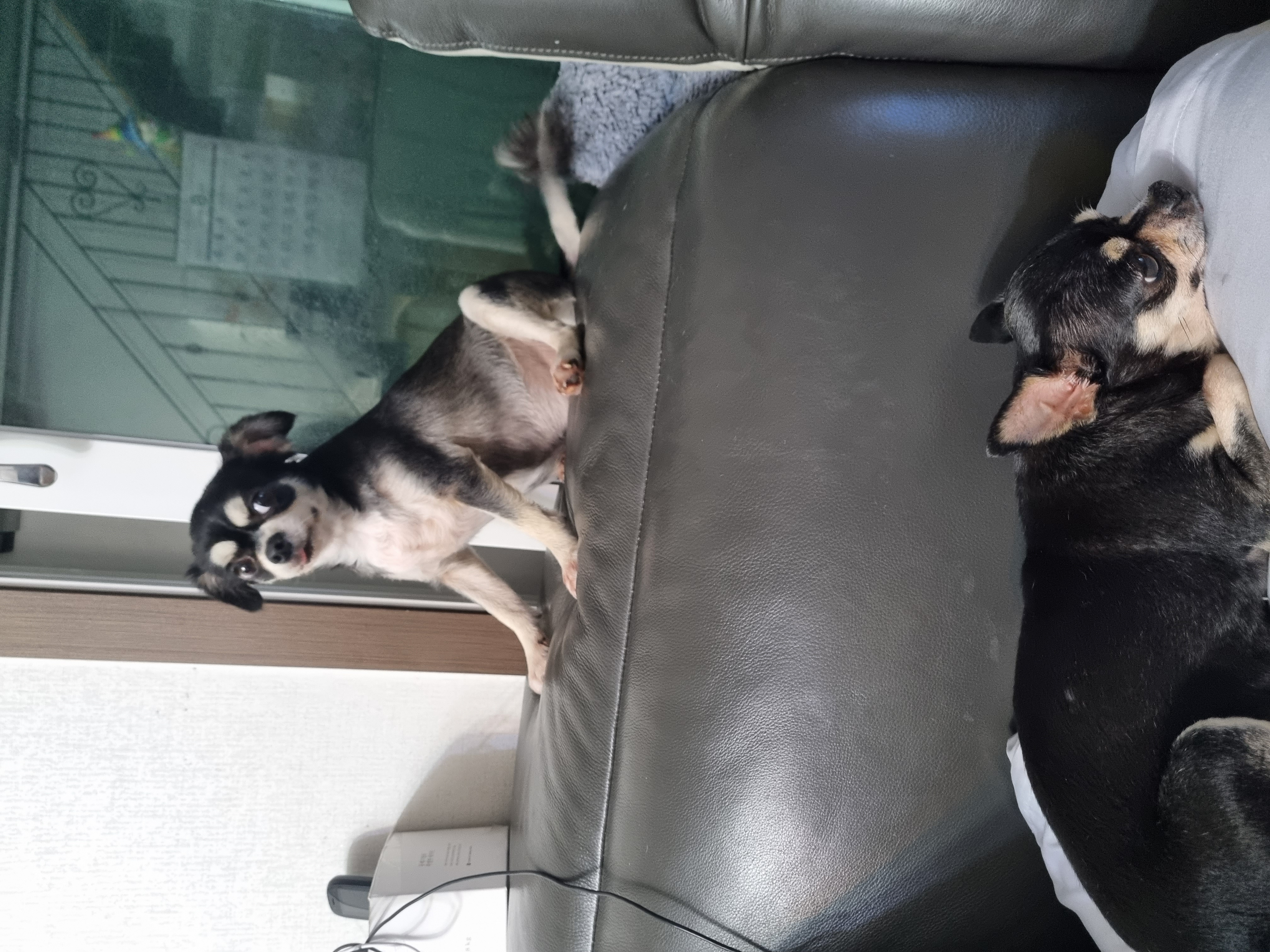 나미(치와와)   잘 있어요^^♡