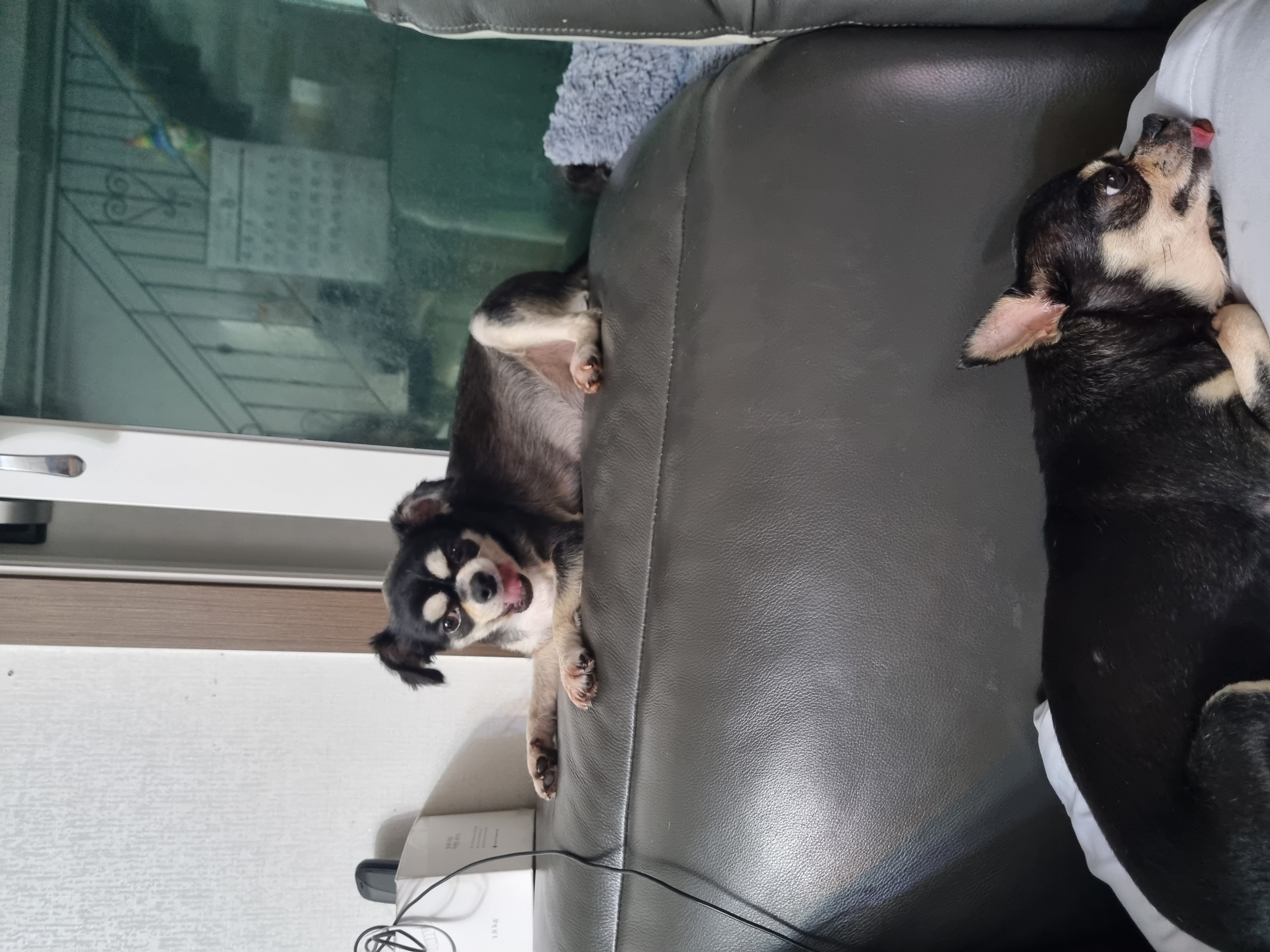 나미(치와와)   잘 있어요^^♡