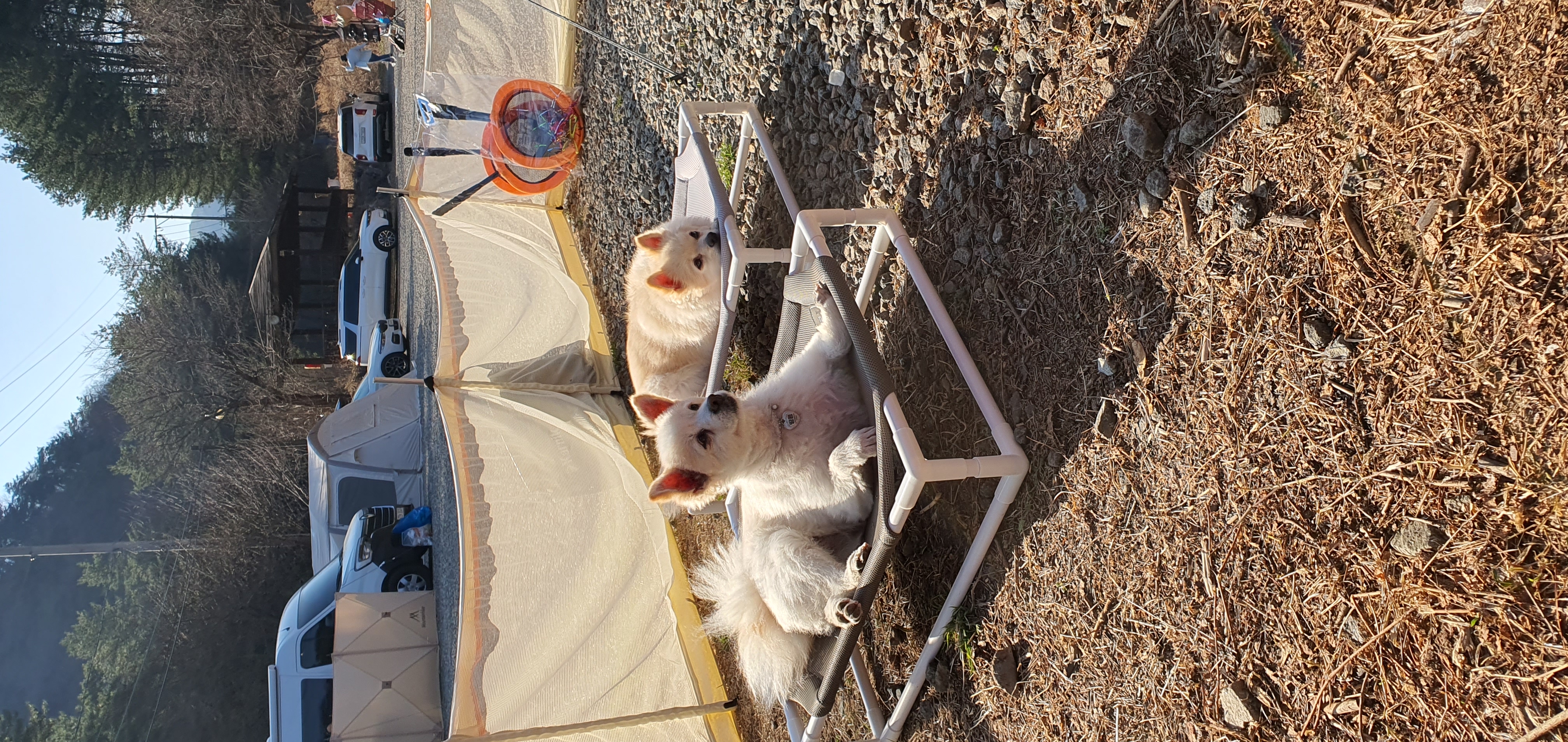 땅콩(곤지암 몽쉘)이 잘 지내요~~